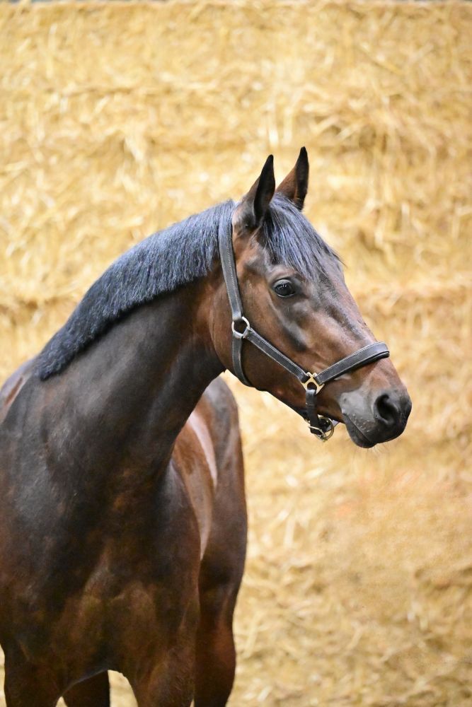 容姿端麗で万能な若きスポーツ牝馬