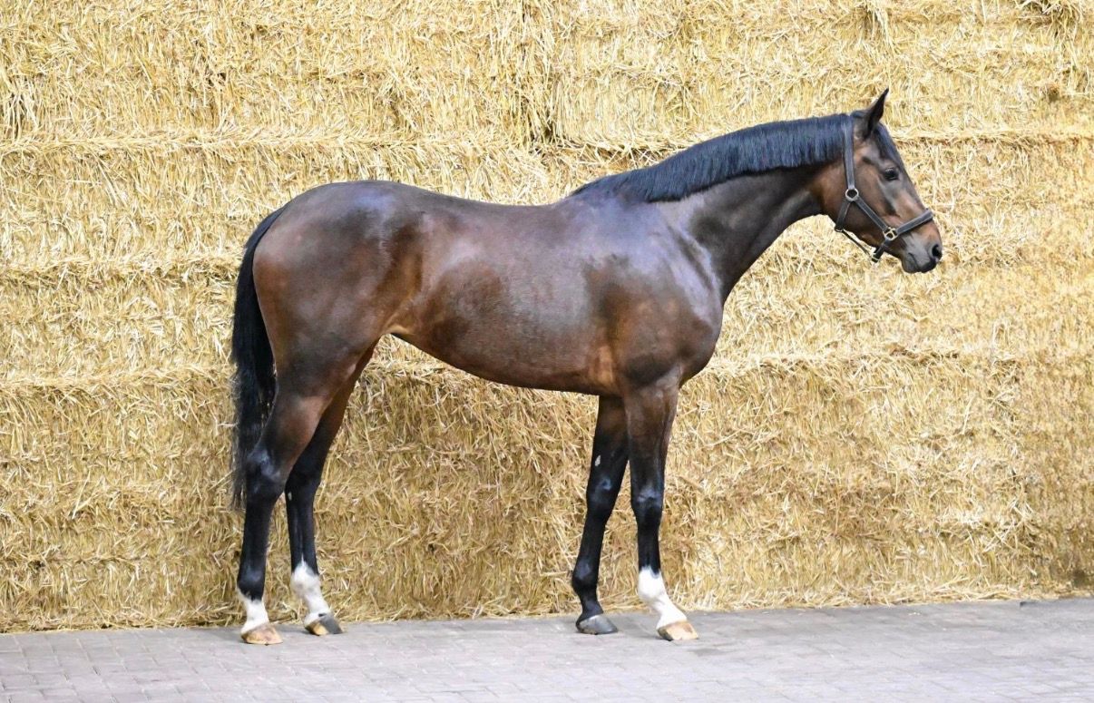 nrps springpaard merrie 4 años bruin en venta - Foto 2