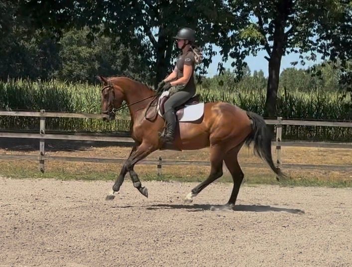 nrps springpaard merrie 4 años bruin en venta - Foto 4