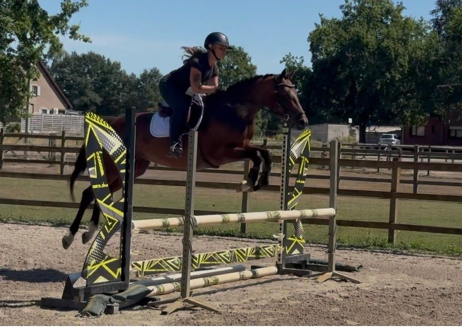 nrps springpaard merrie 4 años bruin en venta - Foto 3