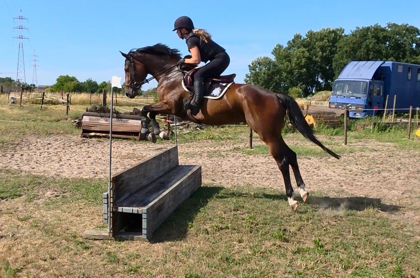 nrps springpaard merrie 4 años bruin en venta - Foto 6