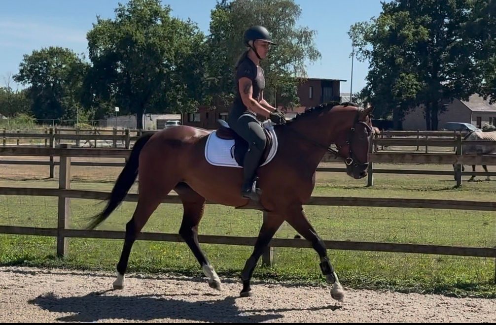 nrps springpaard merrie 4 años bruin en venta - Foto 5