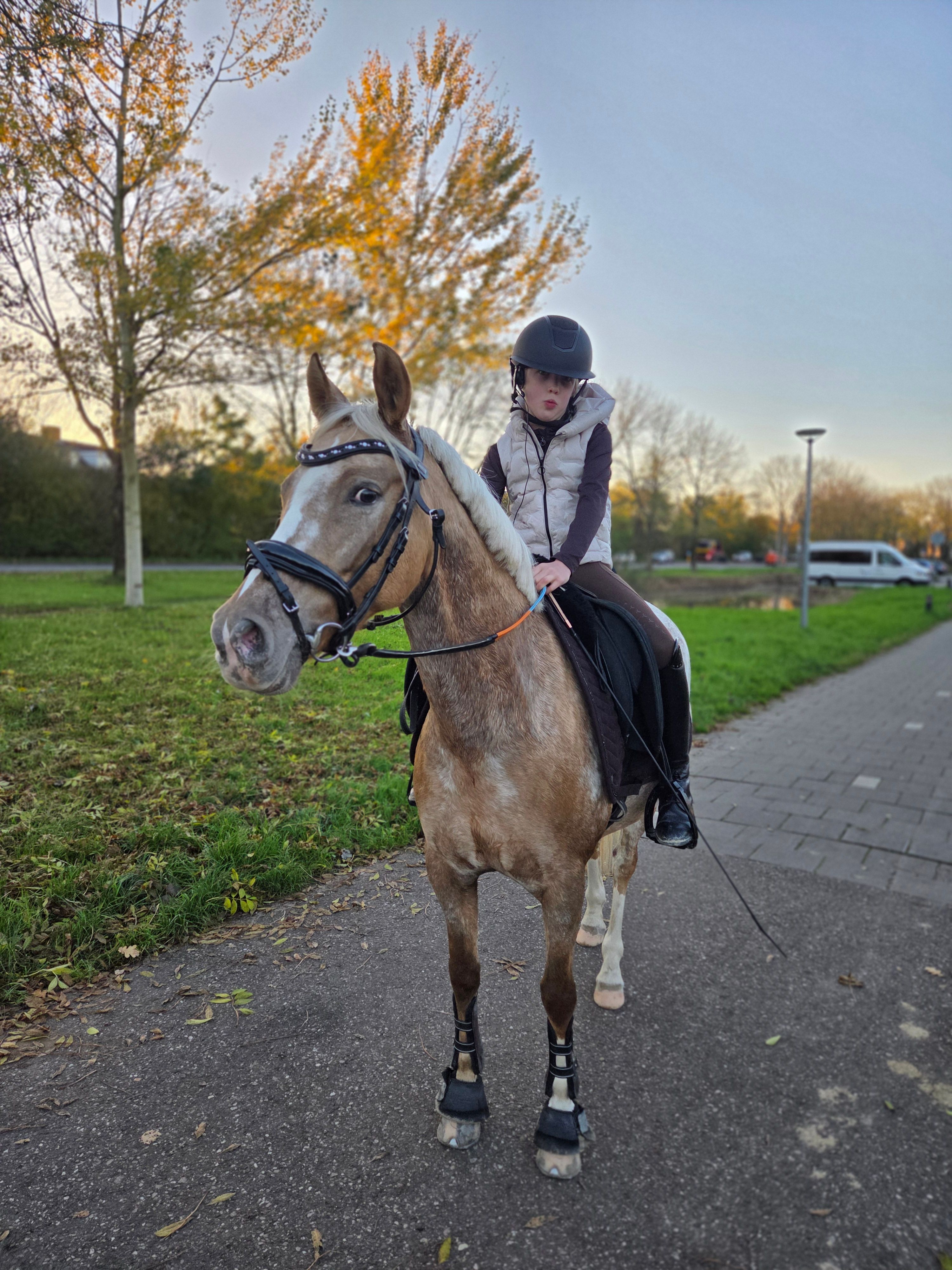 nrps allround-pony merrie 7 år palomino till salu - Foto 6