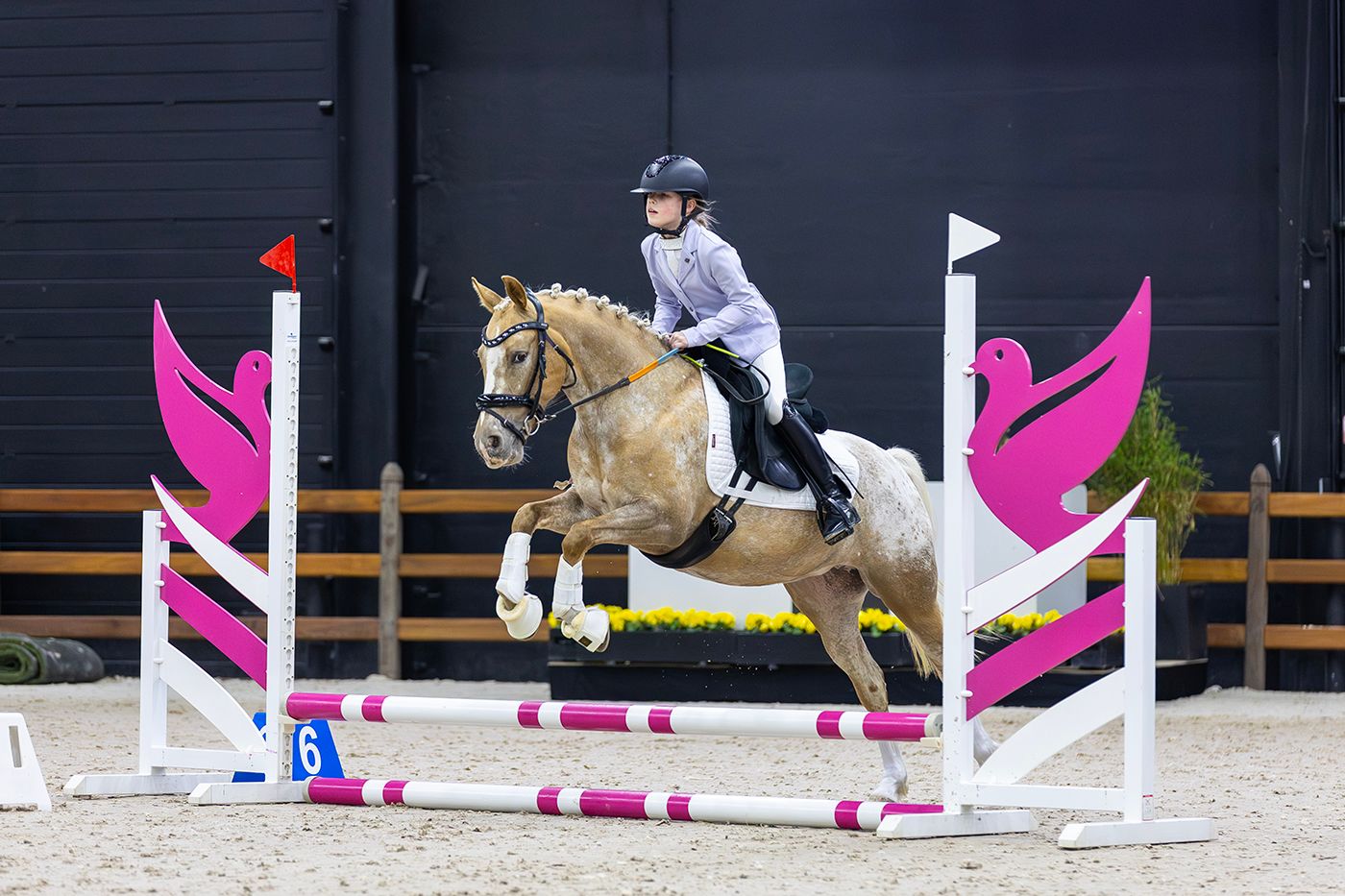 nrps allround-pony merrie 7 år palomino till salu - Foto 5