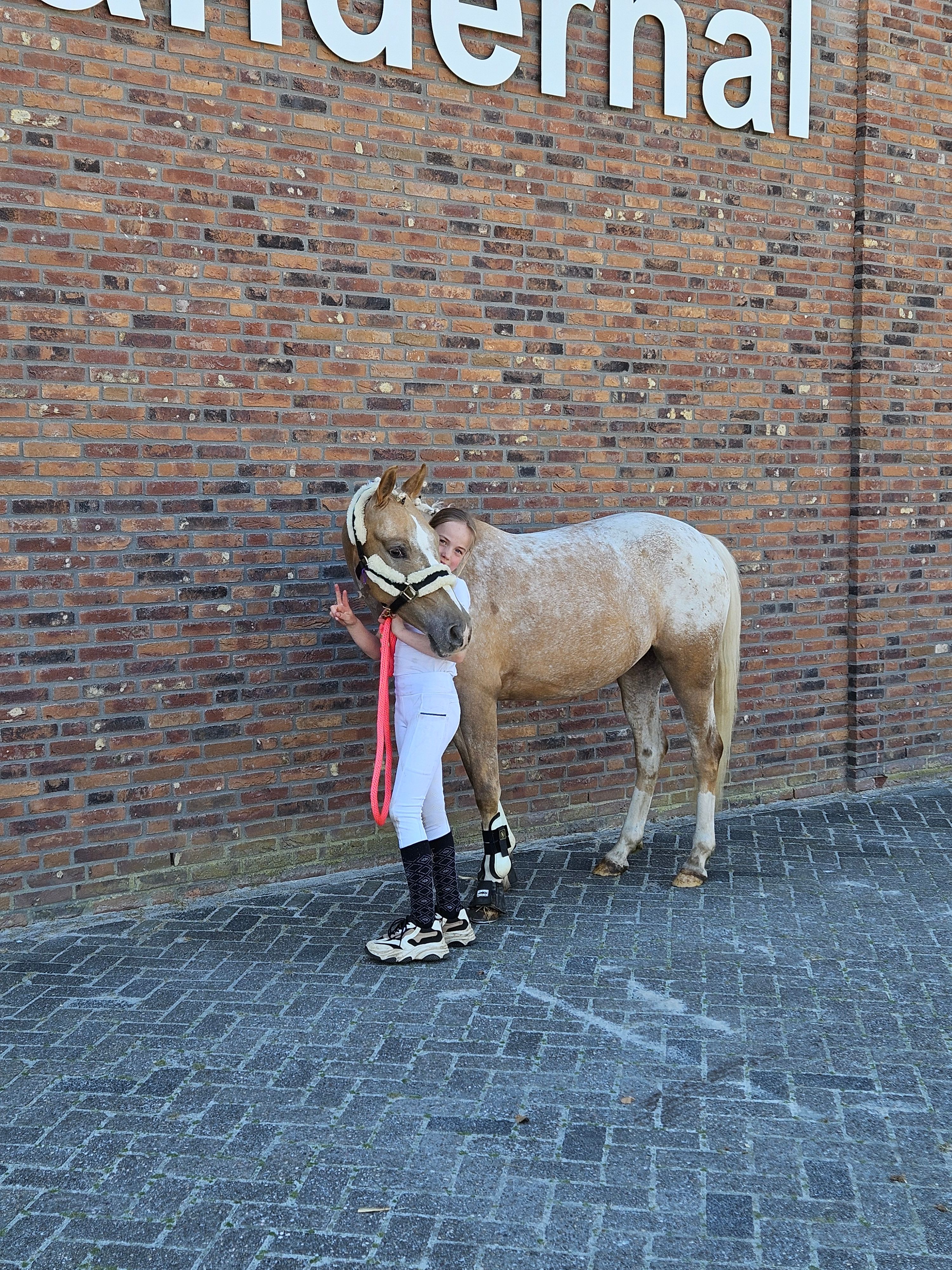 nrps allround-pony merrie 7 år palomino till salu - Foto 3