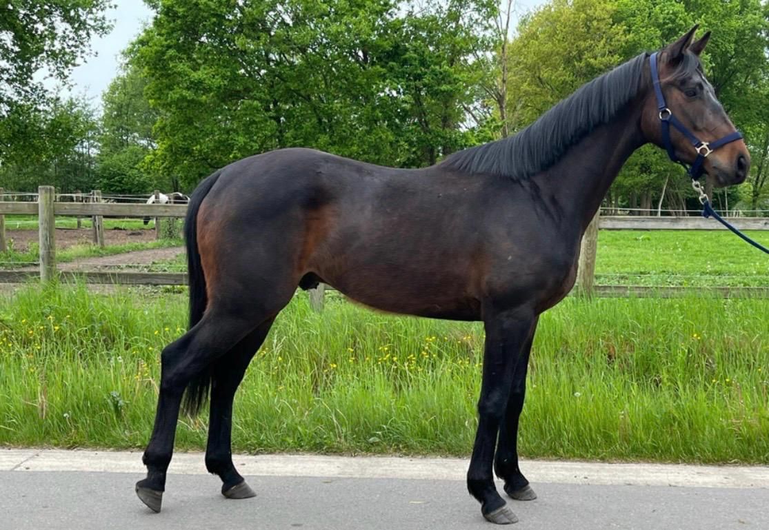 eventingpaard ruin 4 años donkerbruin en venta - Foto 2