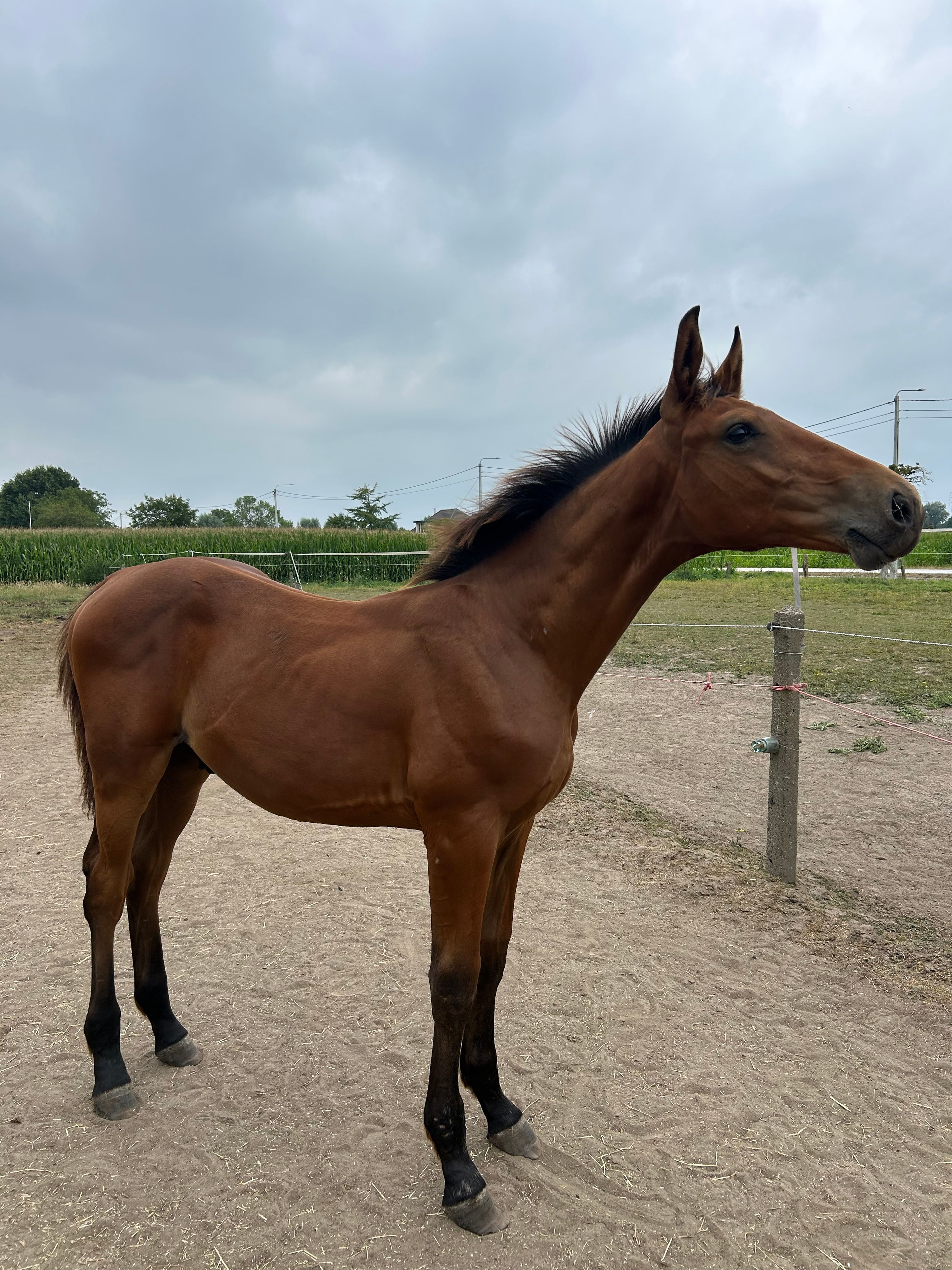zangersheide springpaard hengst 0 años bruin en venta - Foto 2