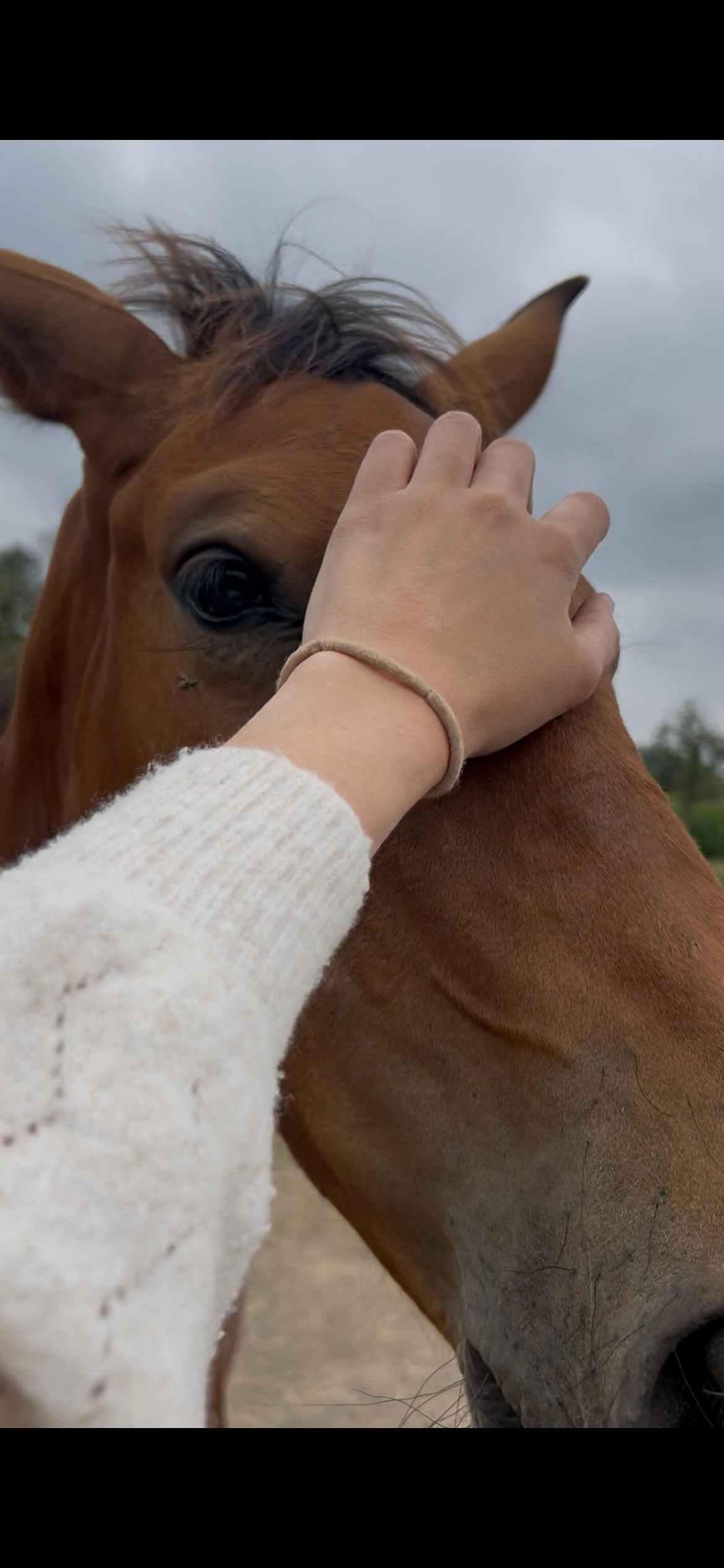 zangersheide springpaard hengst 0 años bruin en venta - Foto 3