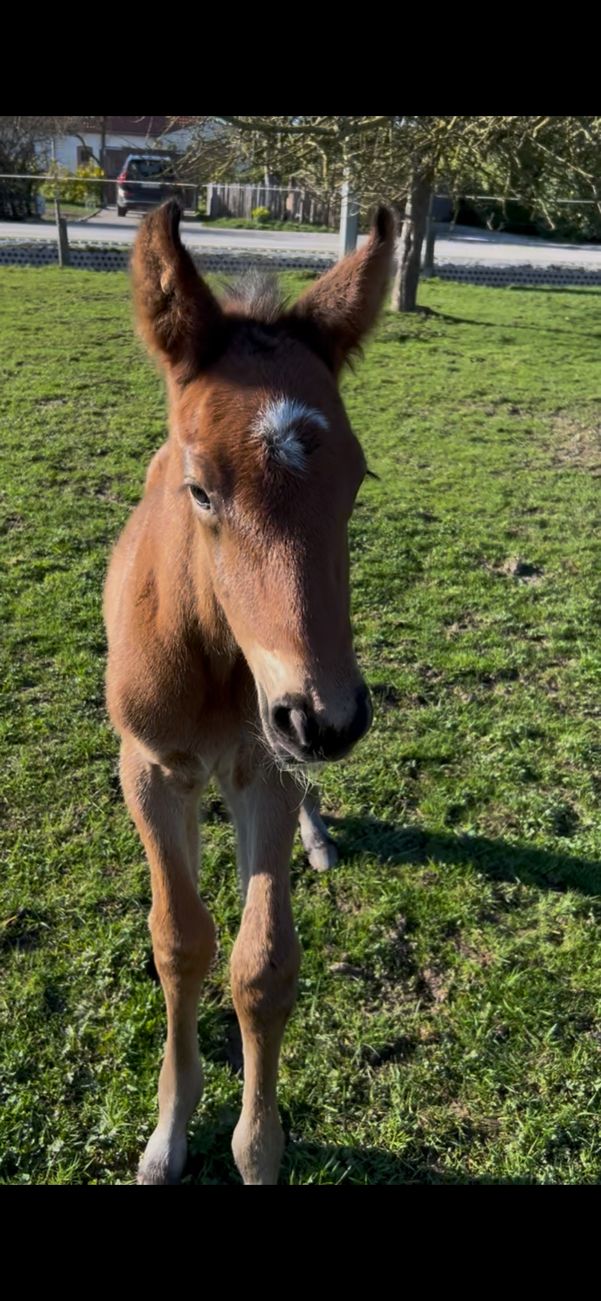 zangersheide springpaard hengst 0 años bruin en venta - Foto 4