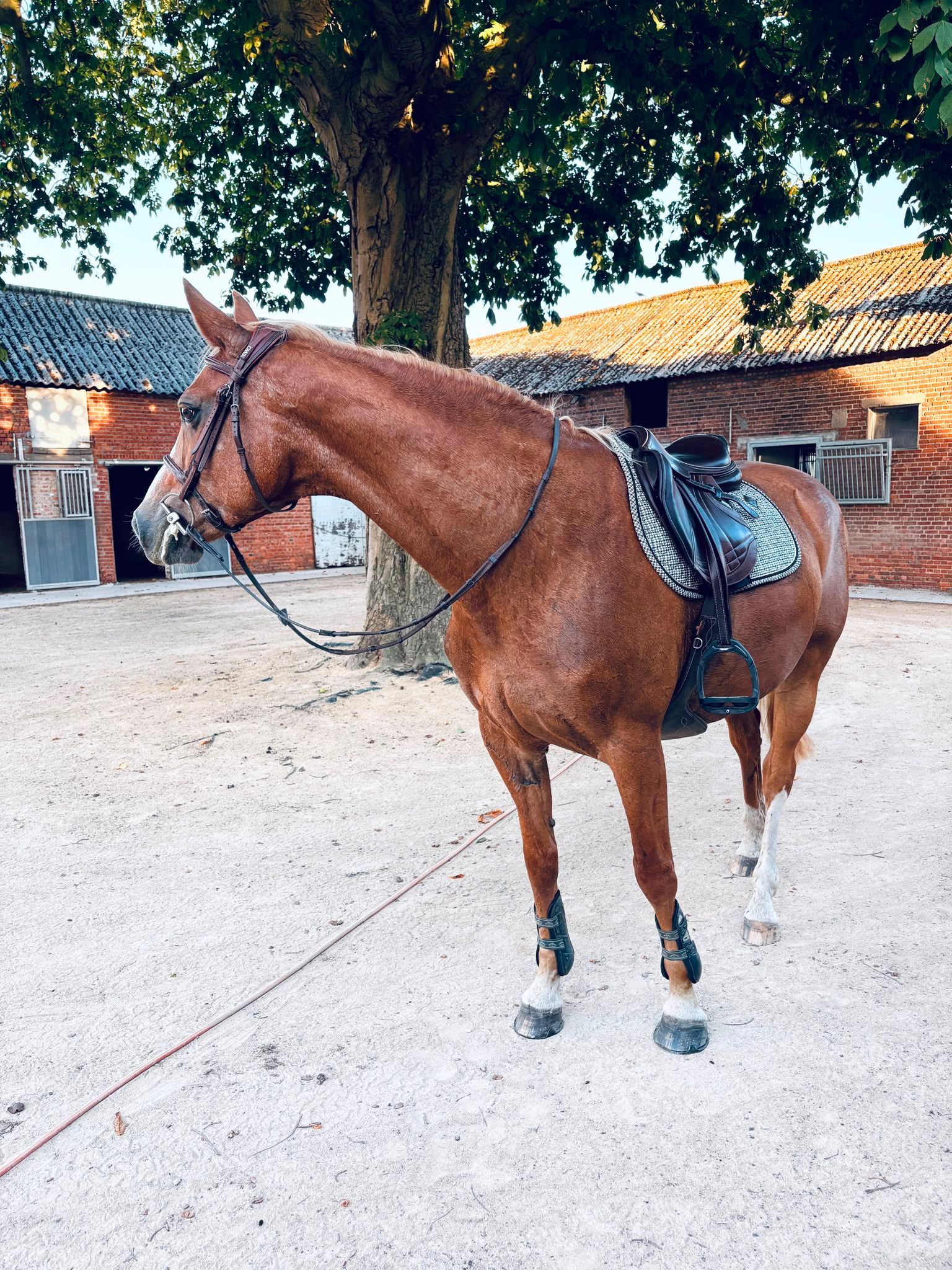 sbs recreatie-paard merrie 20 ans vos à vendre - Photo 6