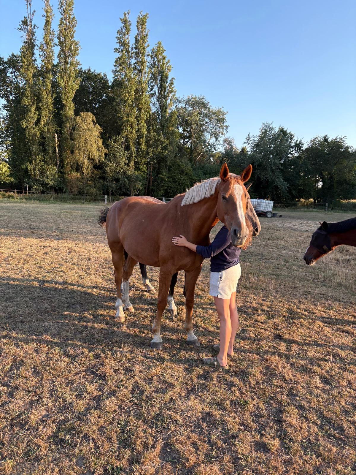 sbs recreatie-paard merrie 20 ans vos à vendre - Photo 2
