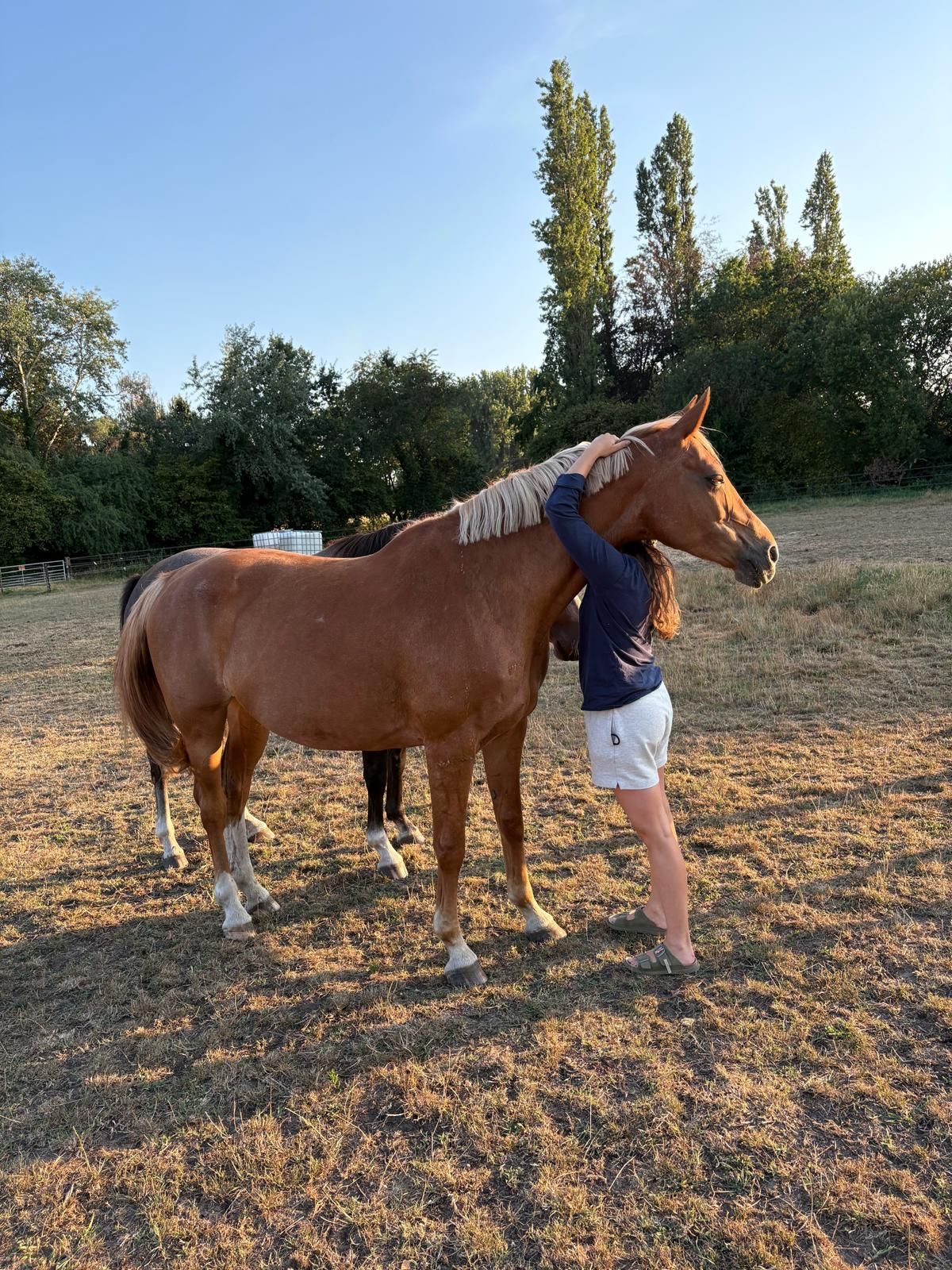 sbs recreatie-paard merrie 20 ans vos à vendre - Photo 5