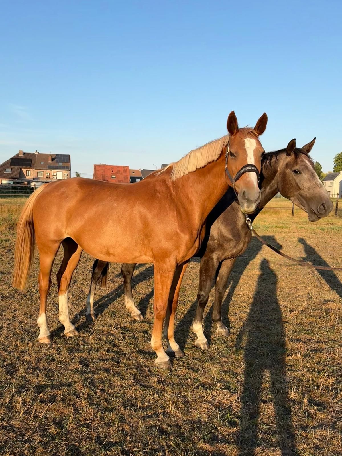 sbs recreatie-paard merrie 20 ans vos à vendre - Photo 4