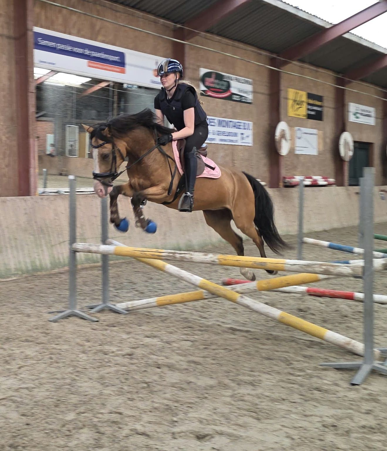 nrps allround-pony ruin 5 ani andere-kleur de vânzare - Foto 3