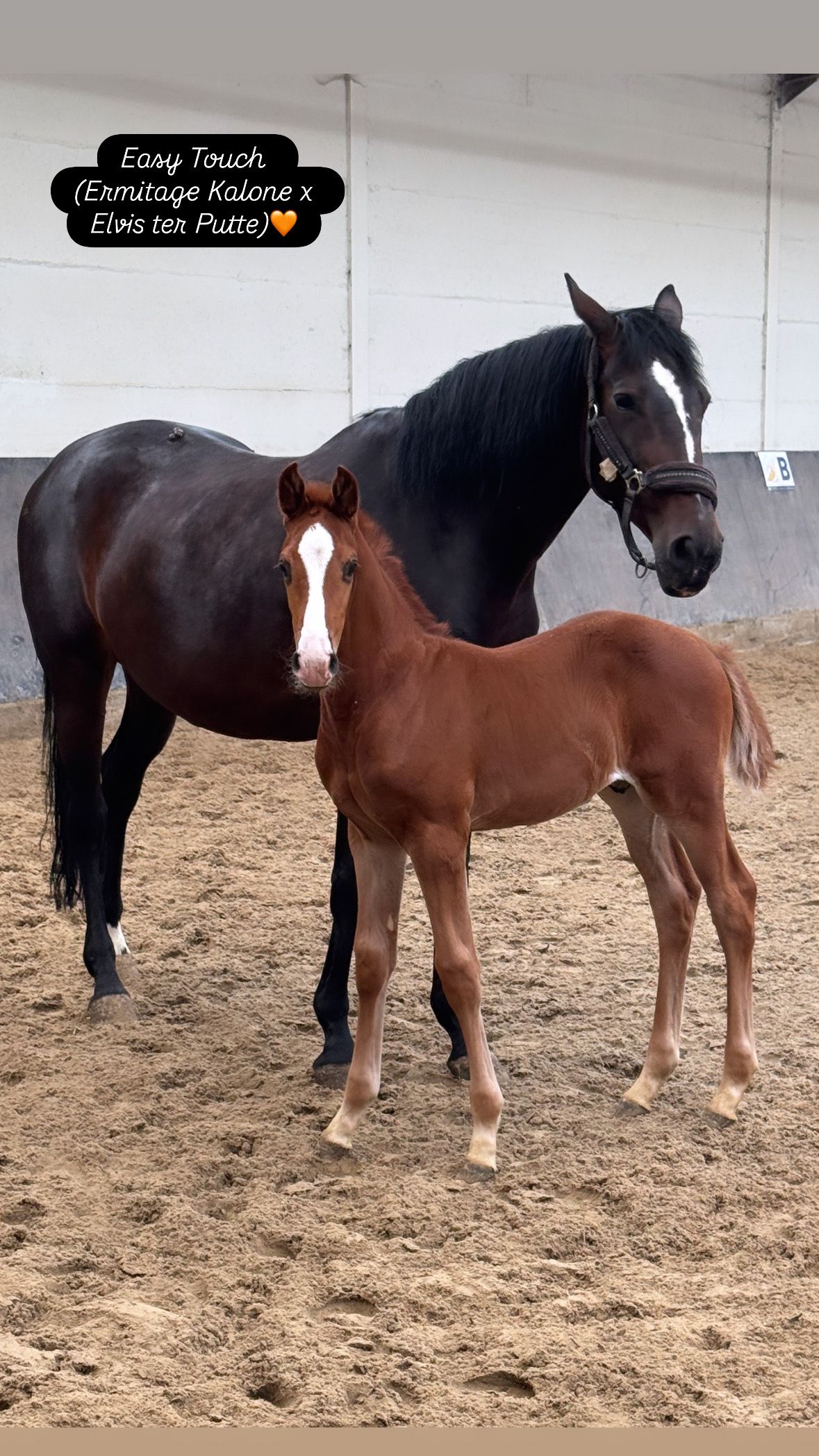zangersheide springpaard hengst 0 ans vos à vendre - Photo 3