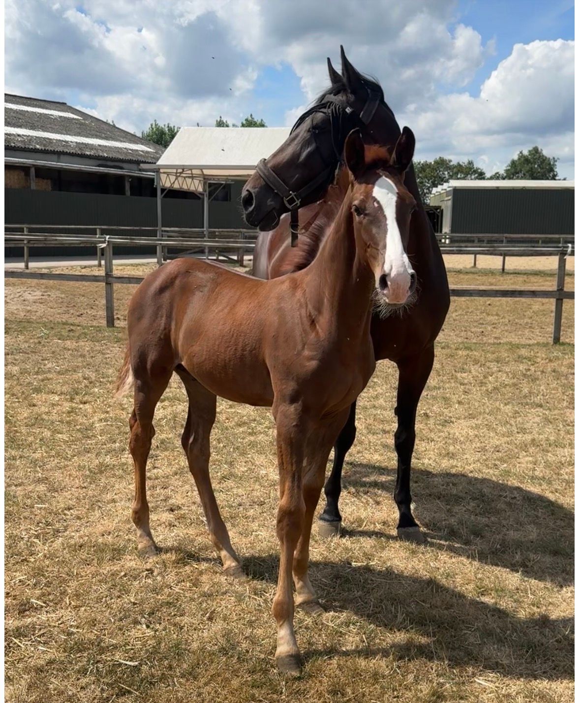 zangersheide springpaard hengst 0 ans vos à vendre - Photo 2