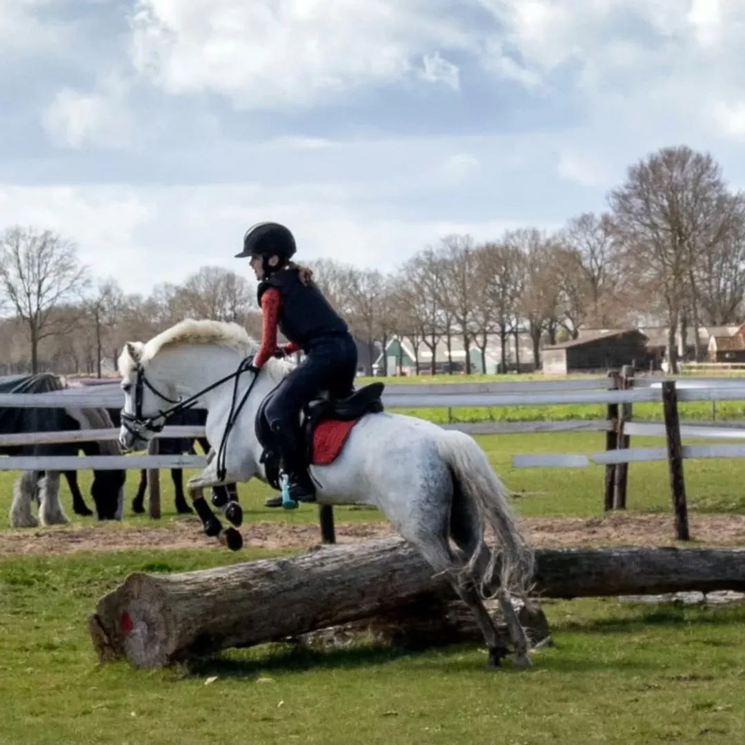 welsh allround-pony merrie 13 ans schimmel à vendre - Photo 2