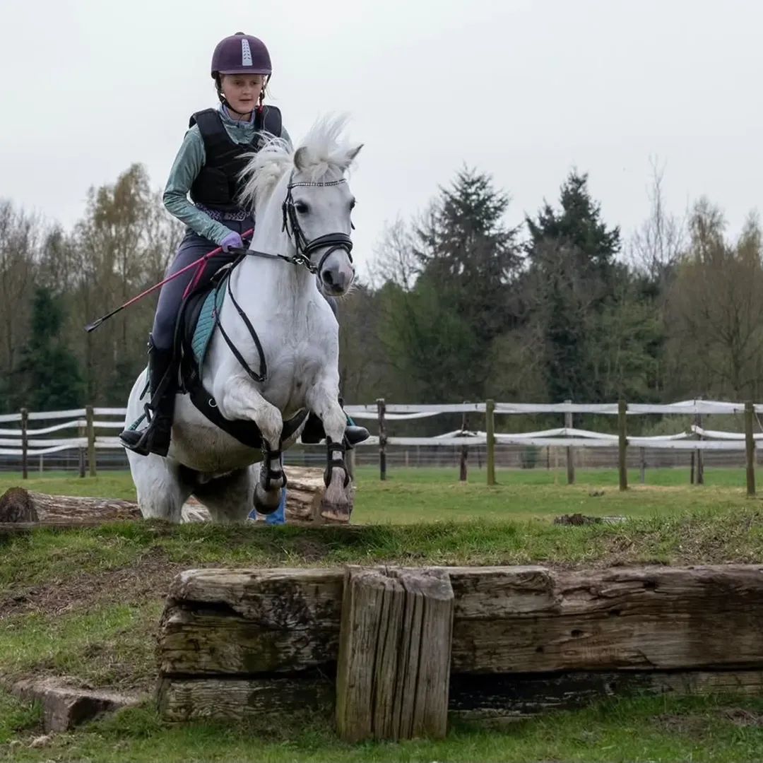 welsh allround-pony merrie 13 ans schimmel à vendre - Photo 4