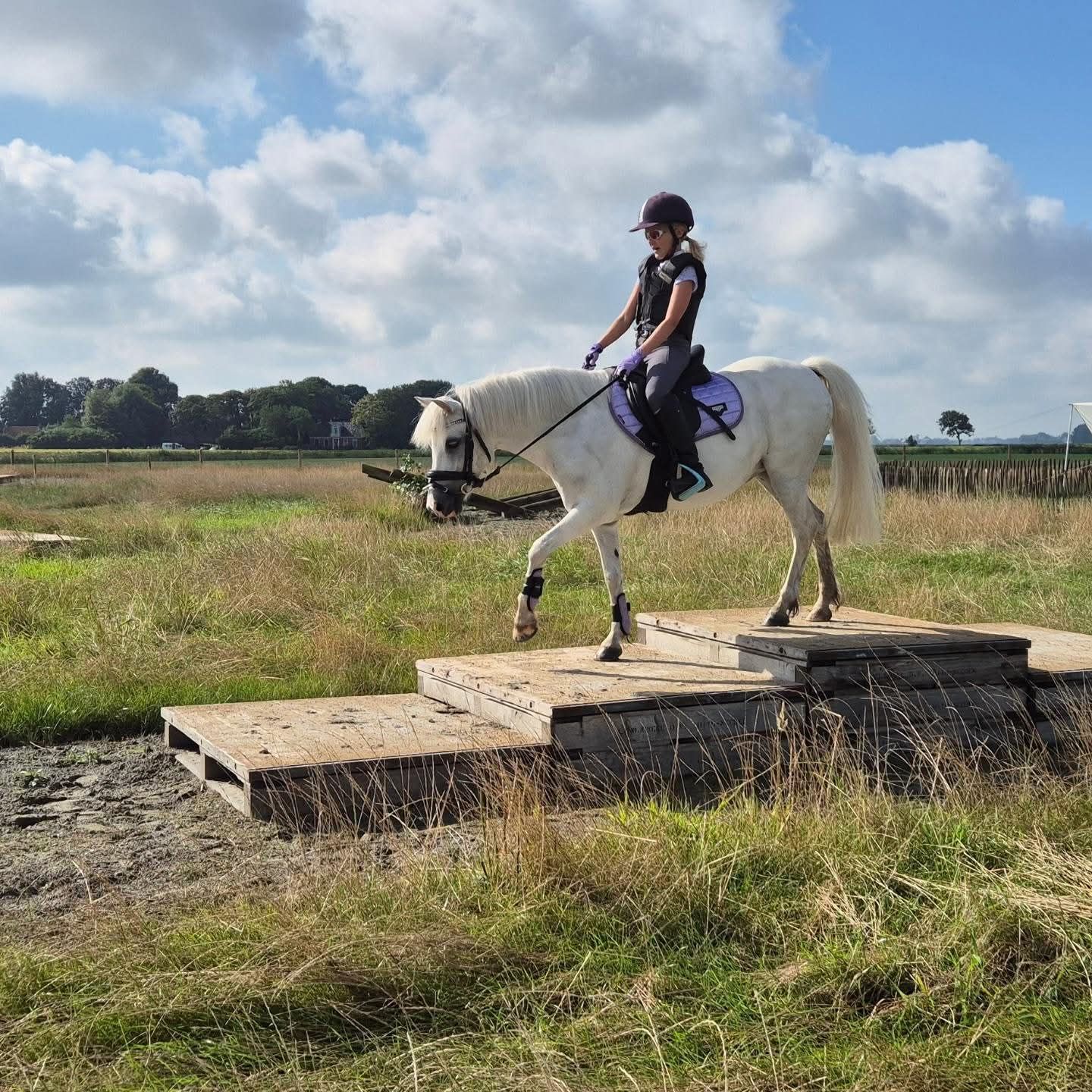 welsh allround-pony merrie 13 ans schimmel à vendre - Photo 6