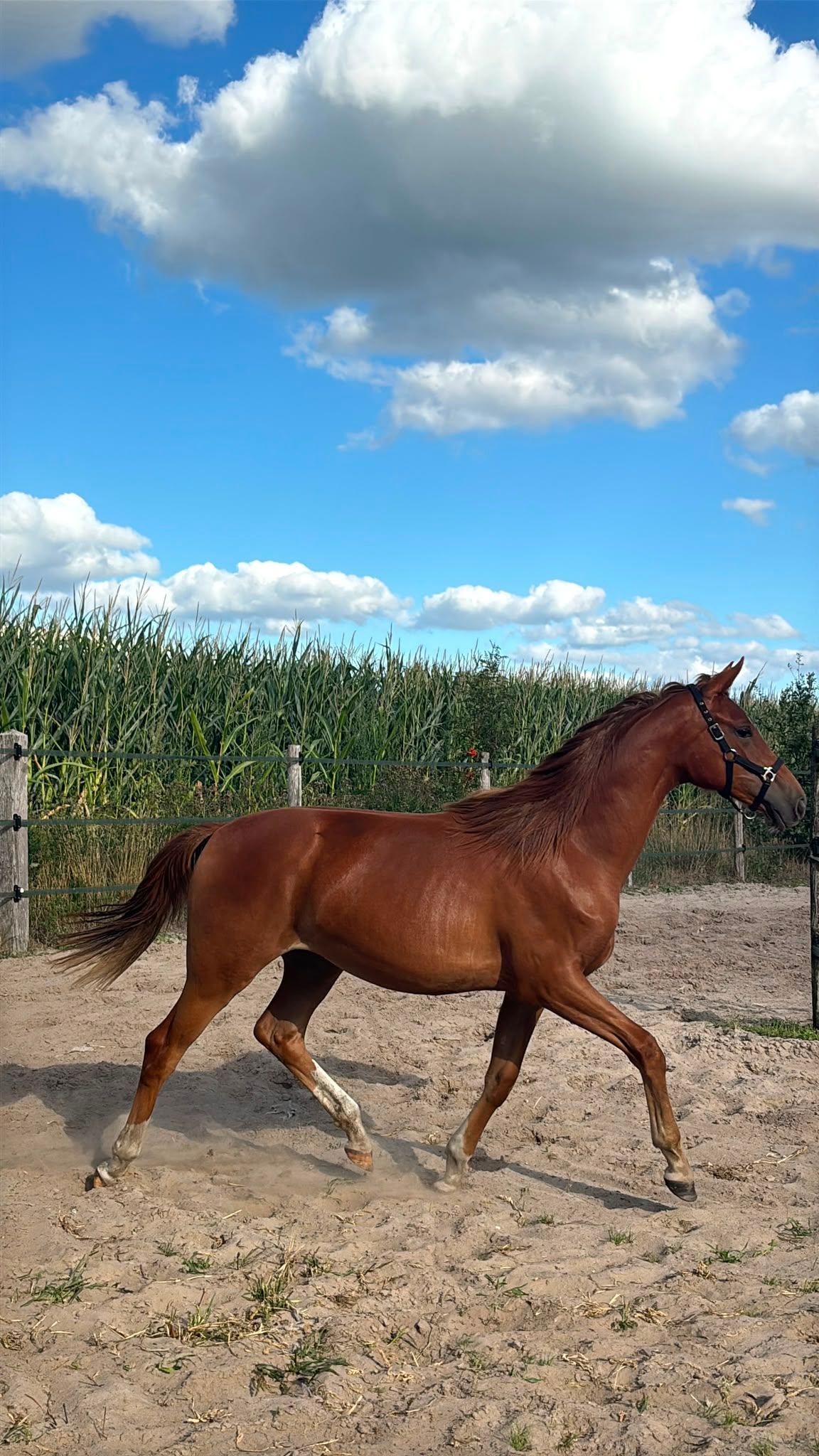nrps dressuurpaard merrie 1 سنوات vos للبيع - صورة 2