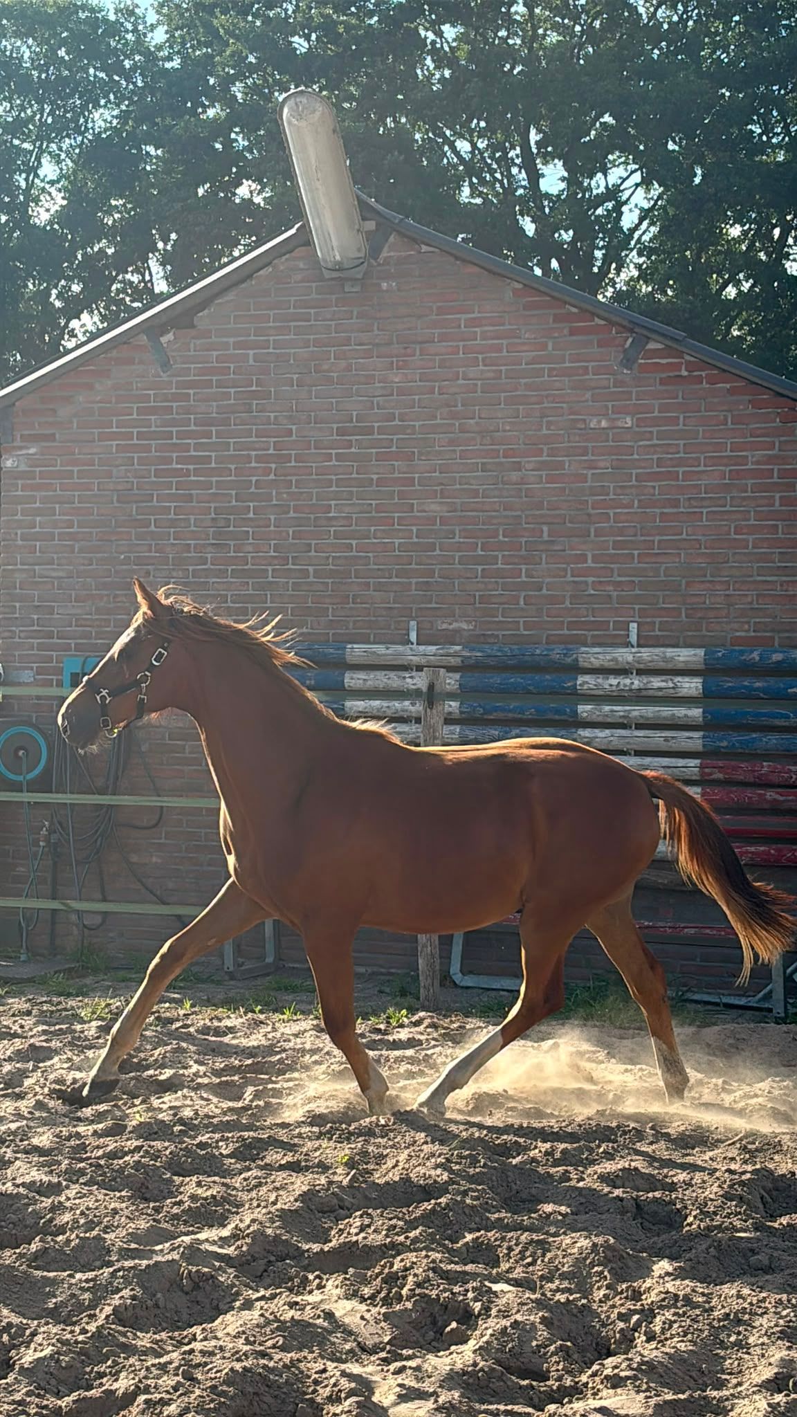 nrps dressuurpaard merrie 1 سنوات vos للبيع - صورة 5
