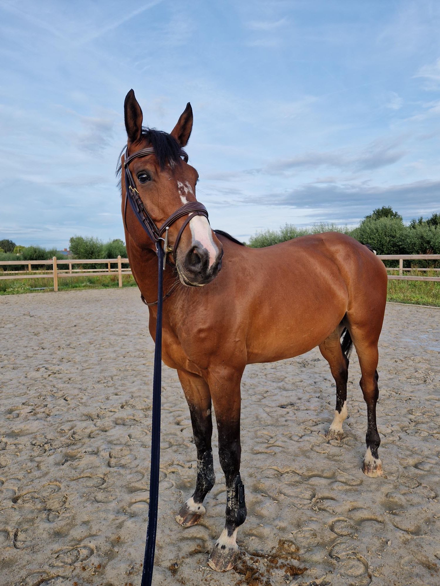 bwp eventingpaard ruin 7 ani bruin de vânzare - Foto 2