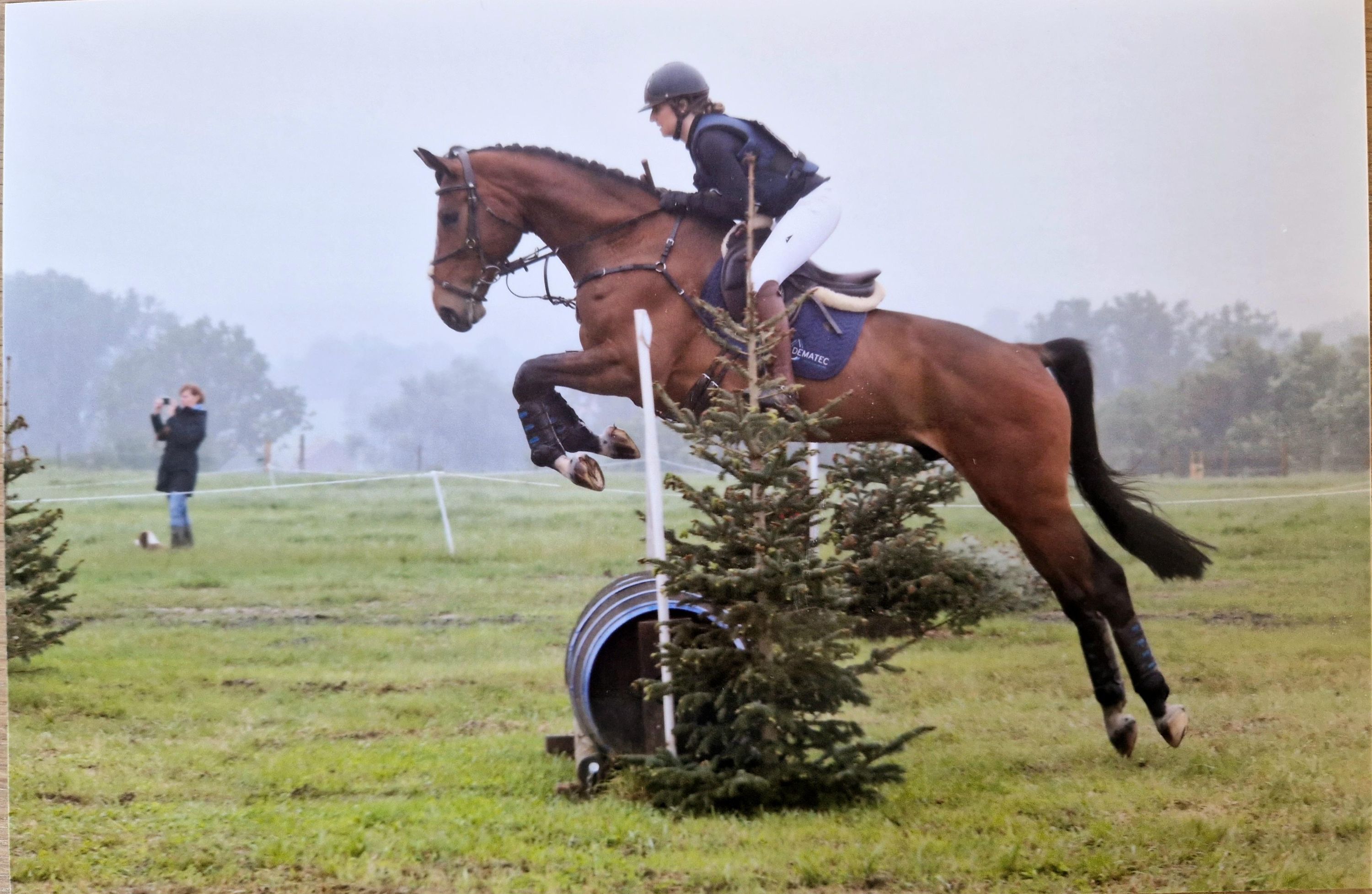 bwp eventingpaard ruin 7 ani bruin de vânzare - Foto 3