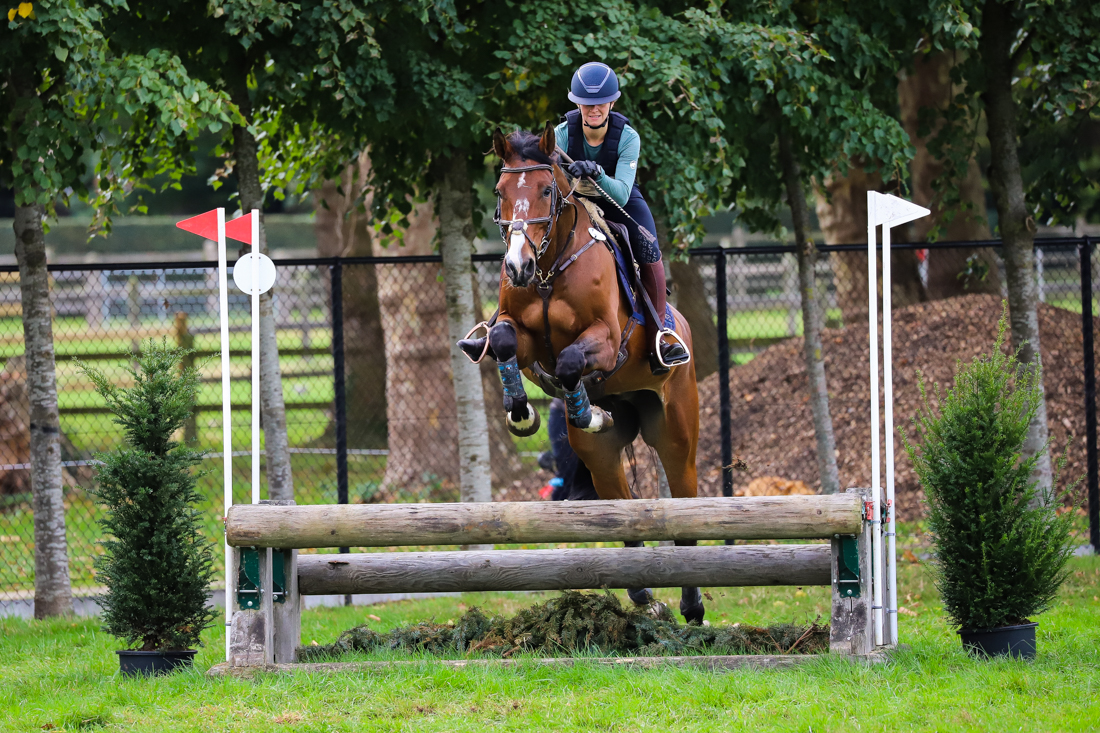 bwp eventingpaard ruin 7 ani bruin de vânzare - Foto 6