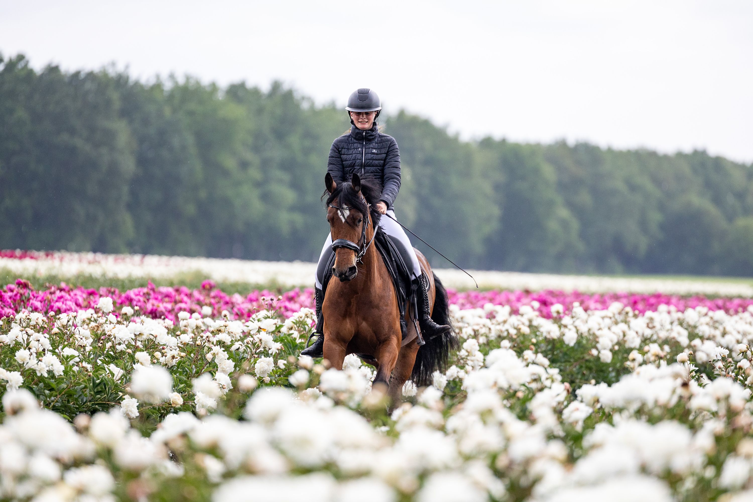 appaloosa-pony aangespannen-pony merrie 8 歳 donkerbruin 売り出し中 - 写真 5