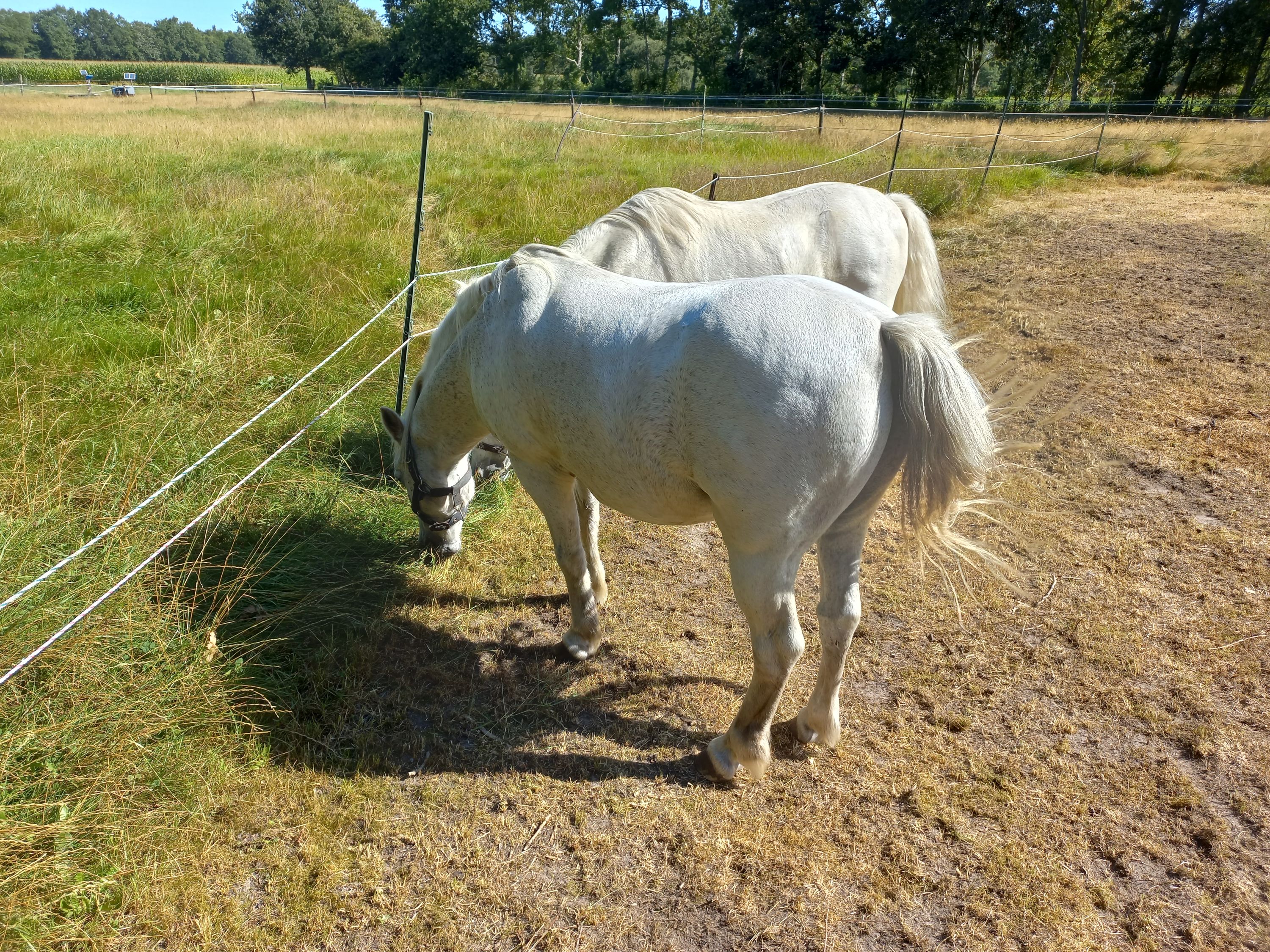 Super attelage de poney A