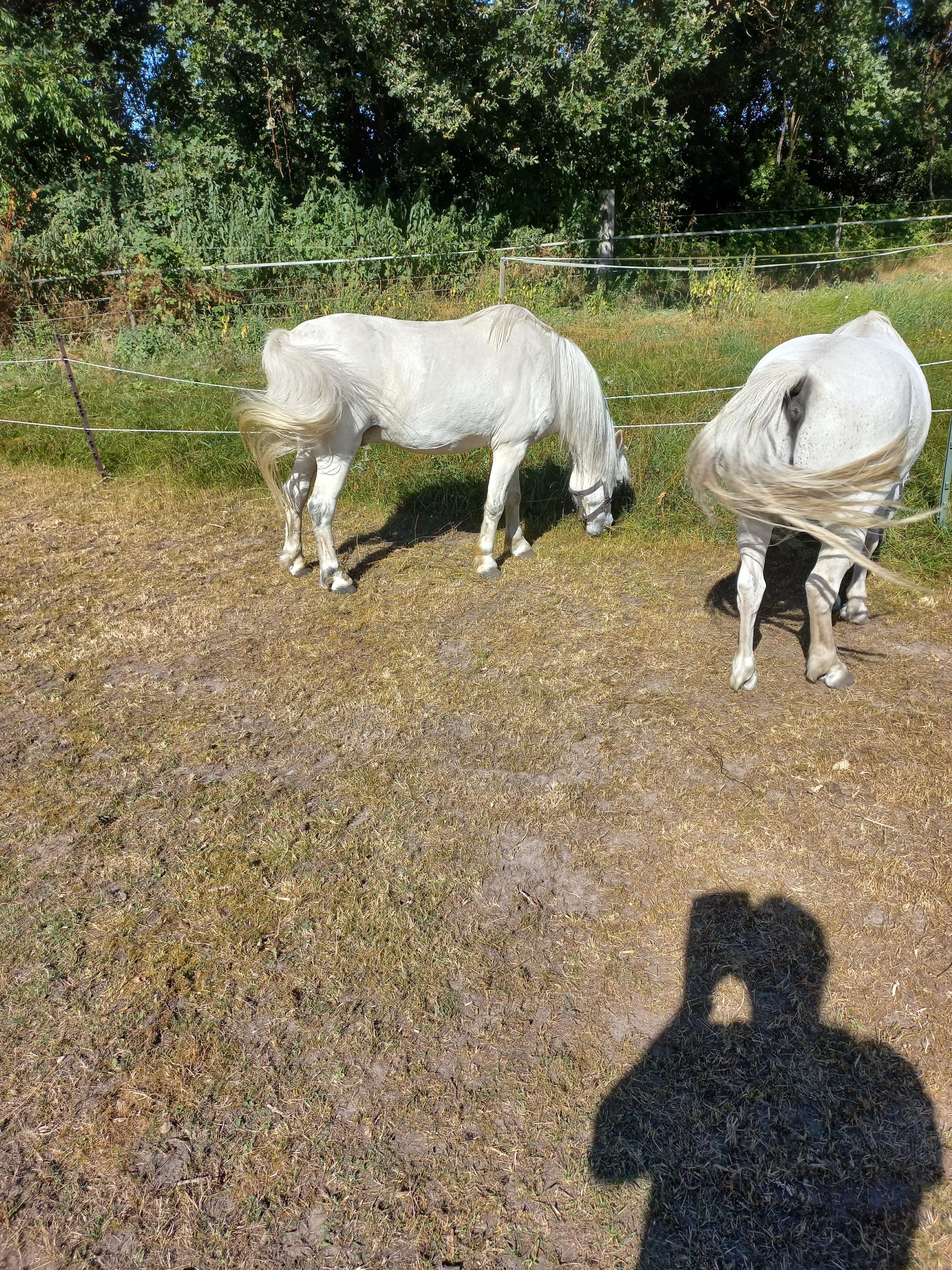 welsh andere ruin 15 ans schimmel à vendre - Photo 2