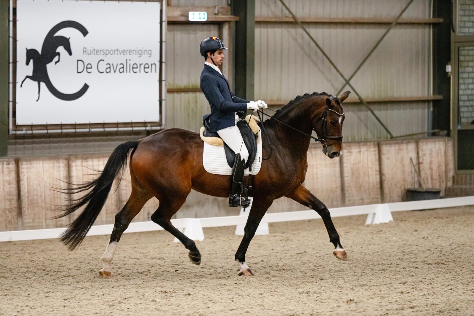 kwpn dressuurpaard ruin 6 años bruin en venta - Foto 2