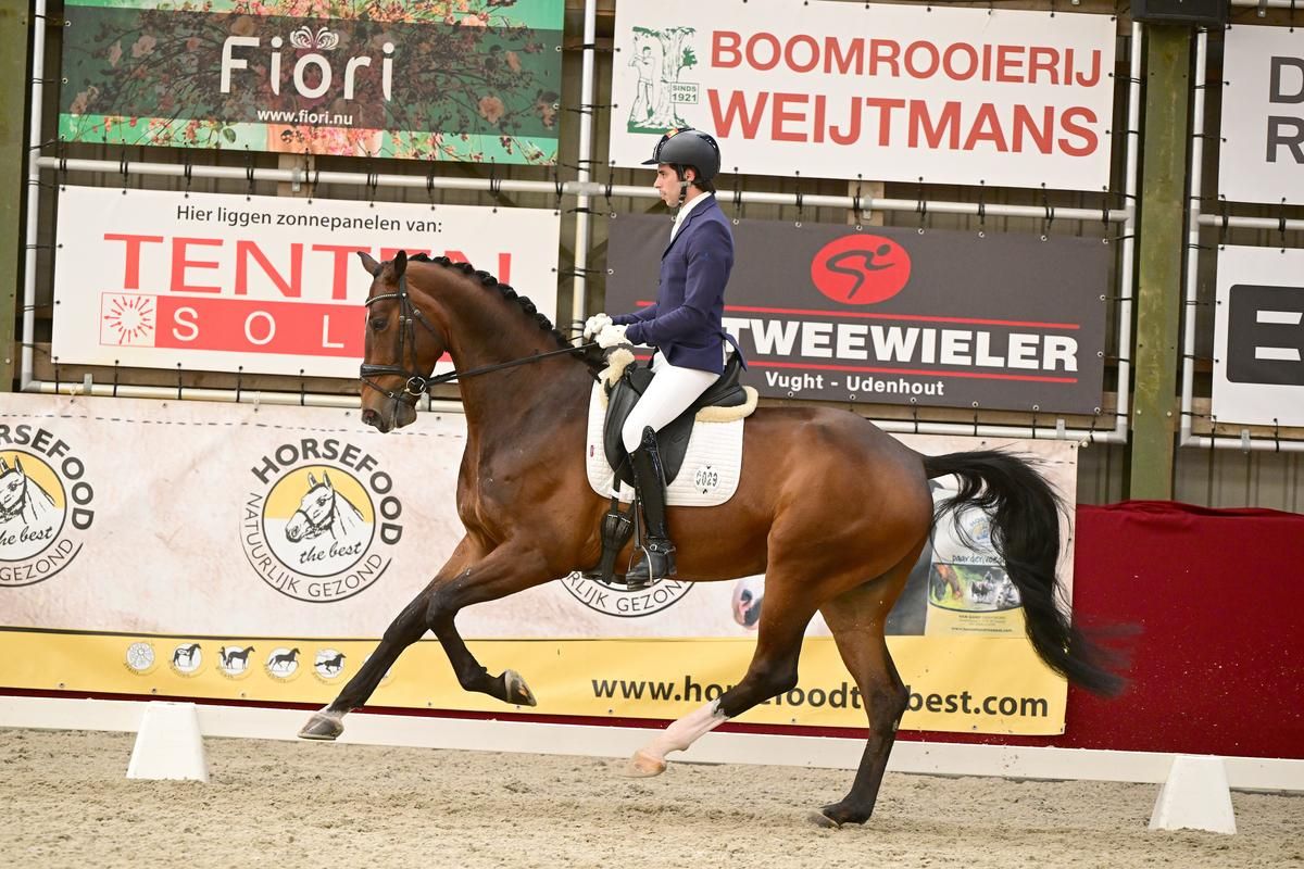 kwpn dressuurpaard ruin 6 años bruin en venta - Foto 3