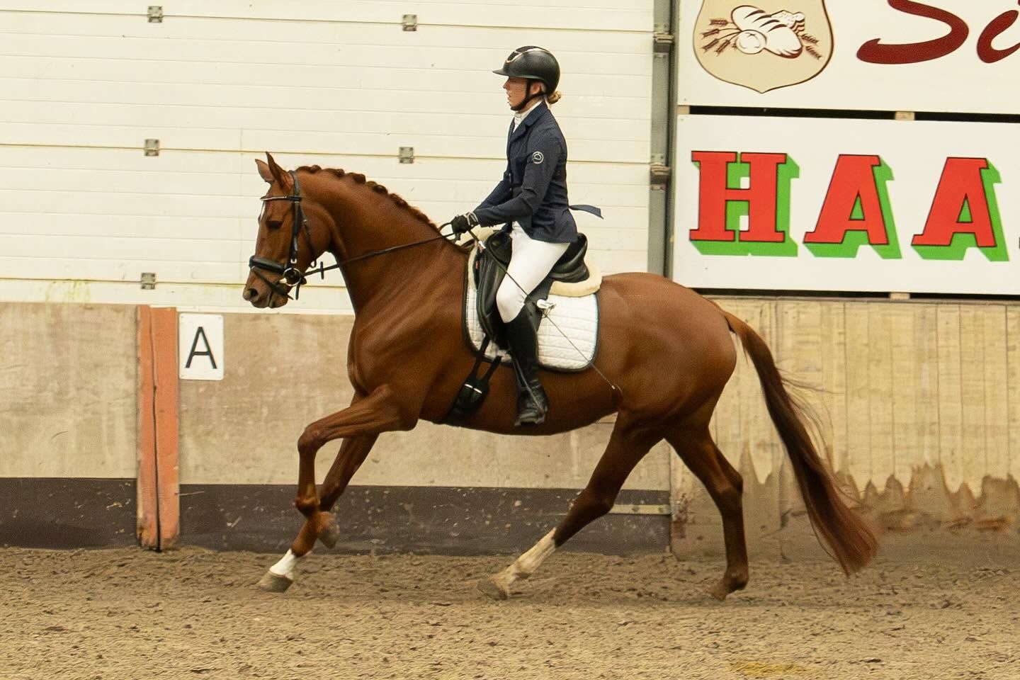 oldenburg dressuurpaard merrie 5 år vos till salu - Foto 4