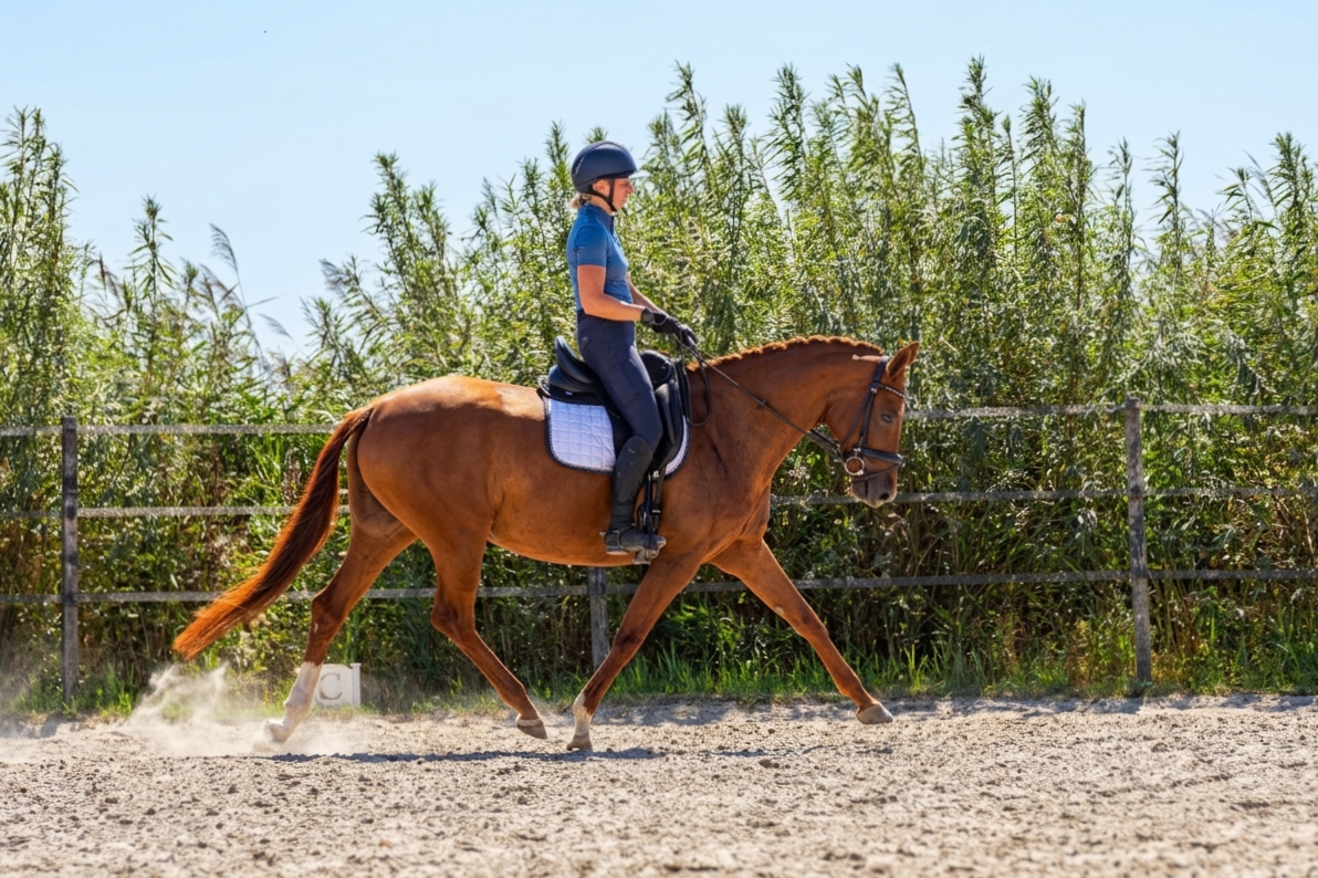 oldenburg dressuurpaard merrie 5 år vos till salu - Foto 6