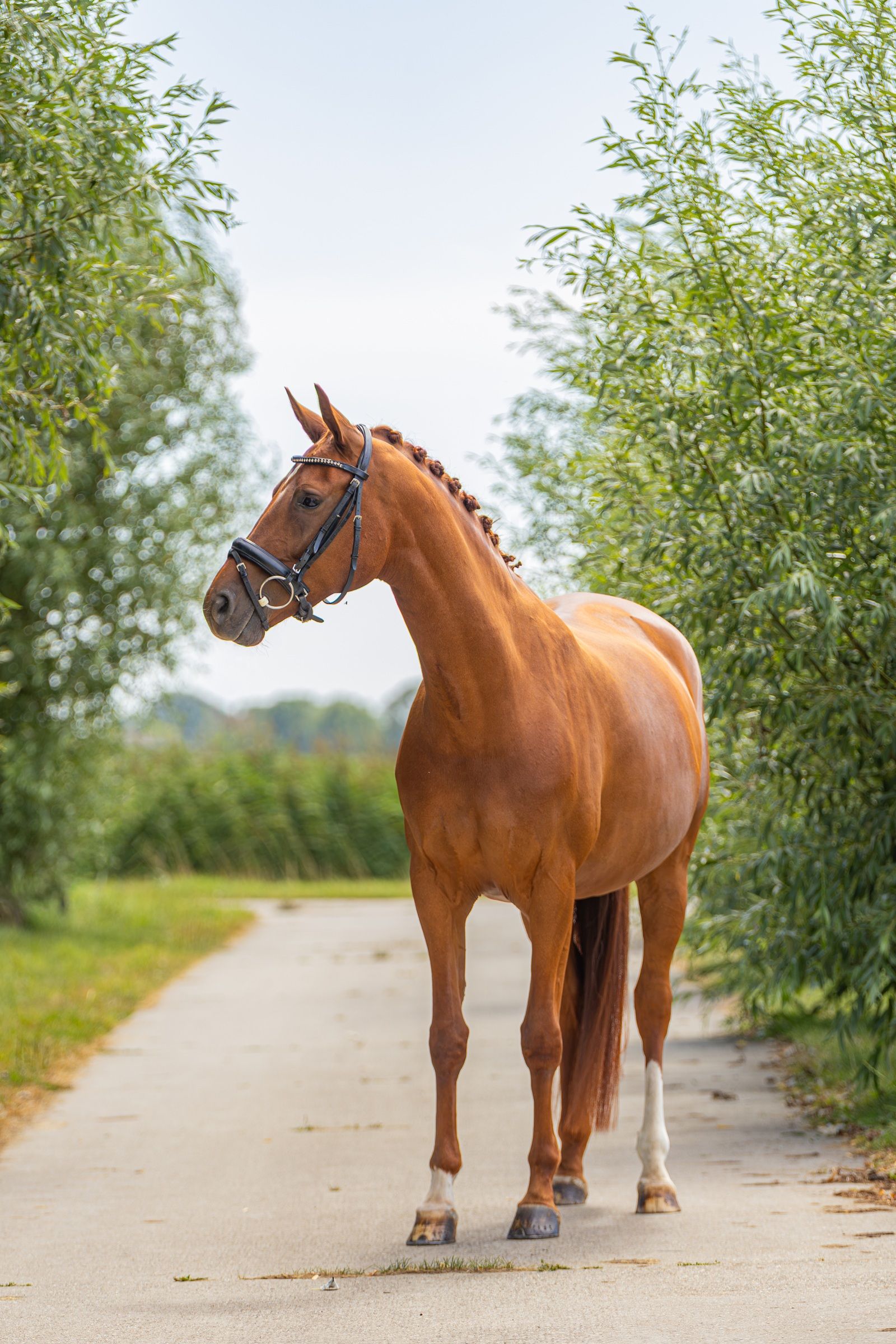 oldenburg dressuurpaard merrie 5 år vos till salu - Foto 2