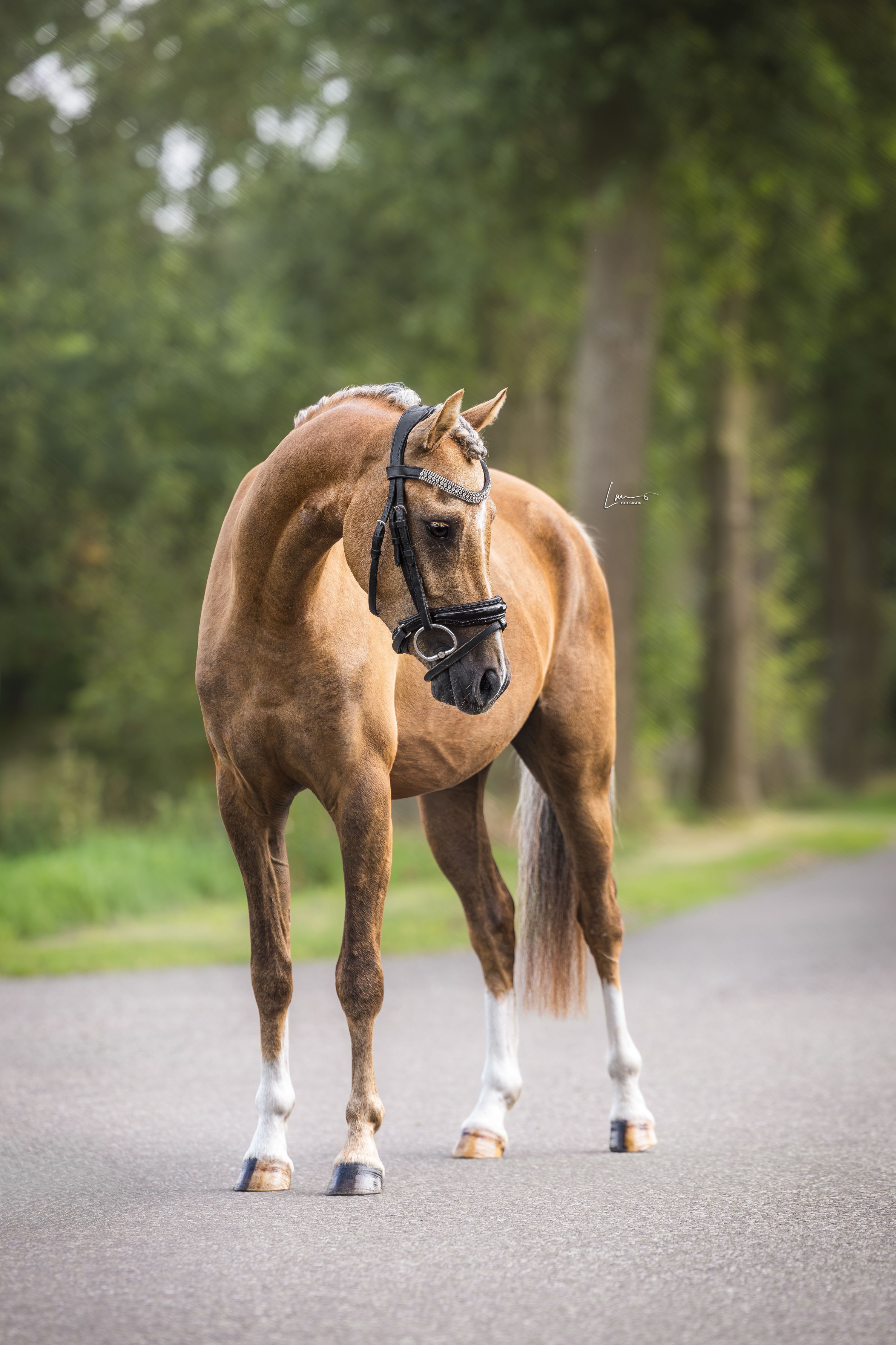 welsh hunting-pony ruin 3 år palomino till salu - Foto 6