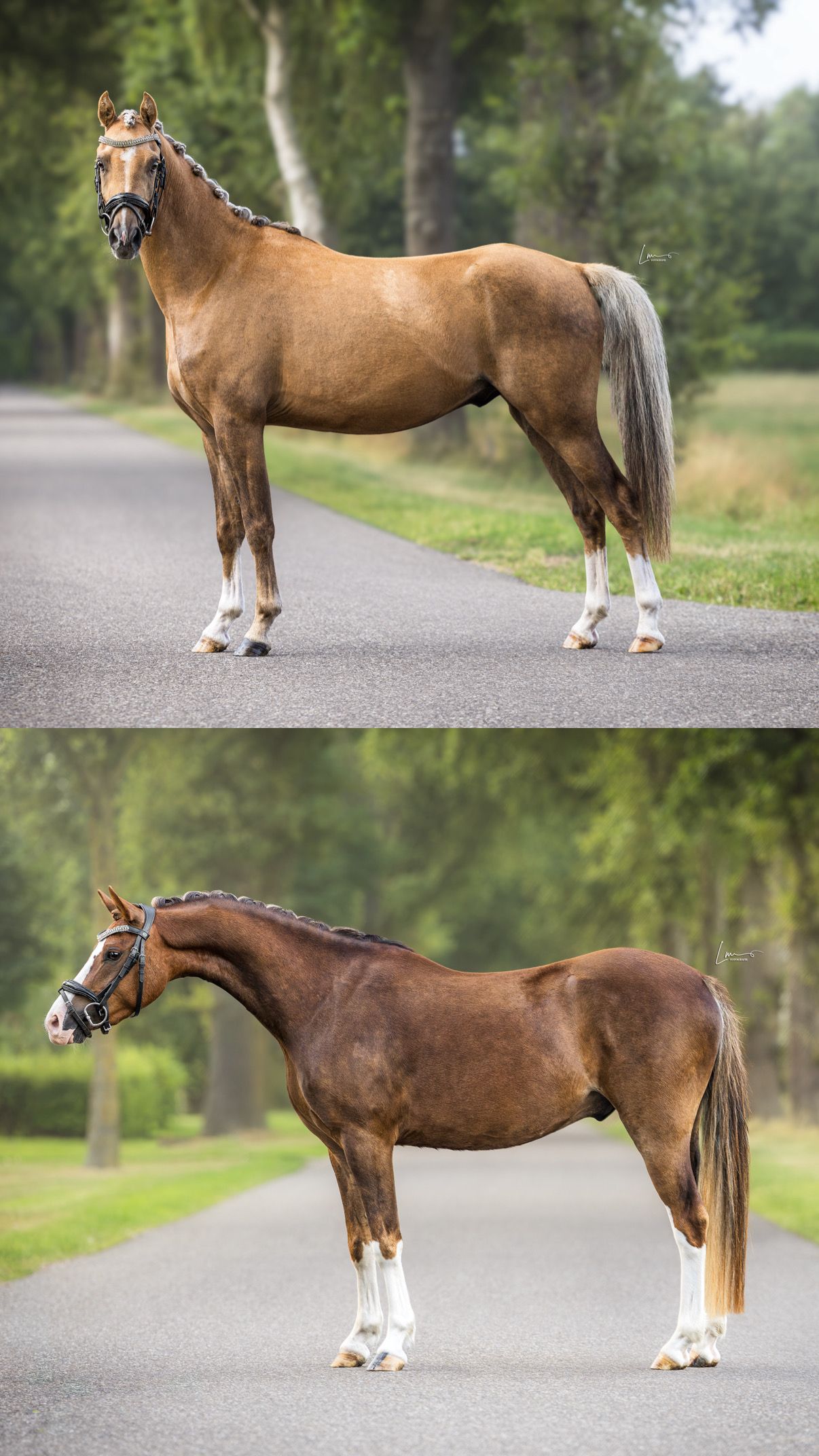 2 promising C-pony geldings