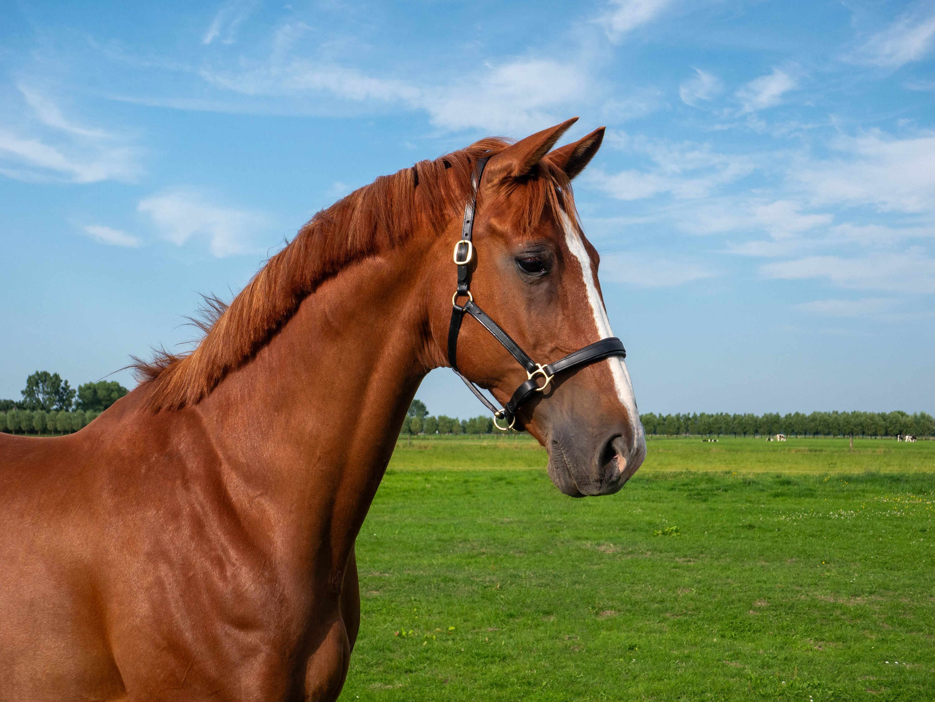 Handsome, sweet dressage gelding