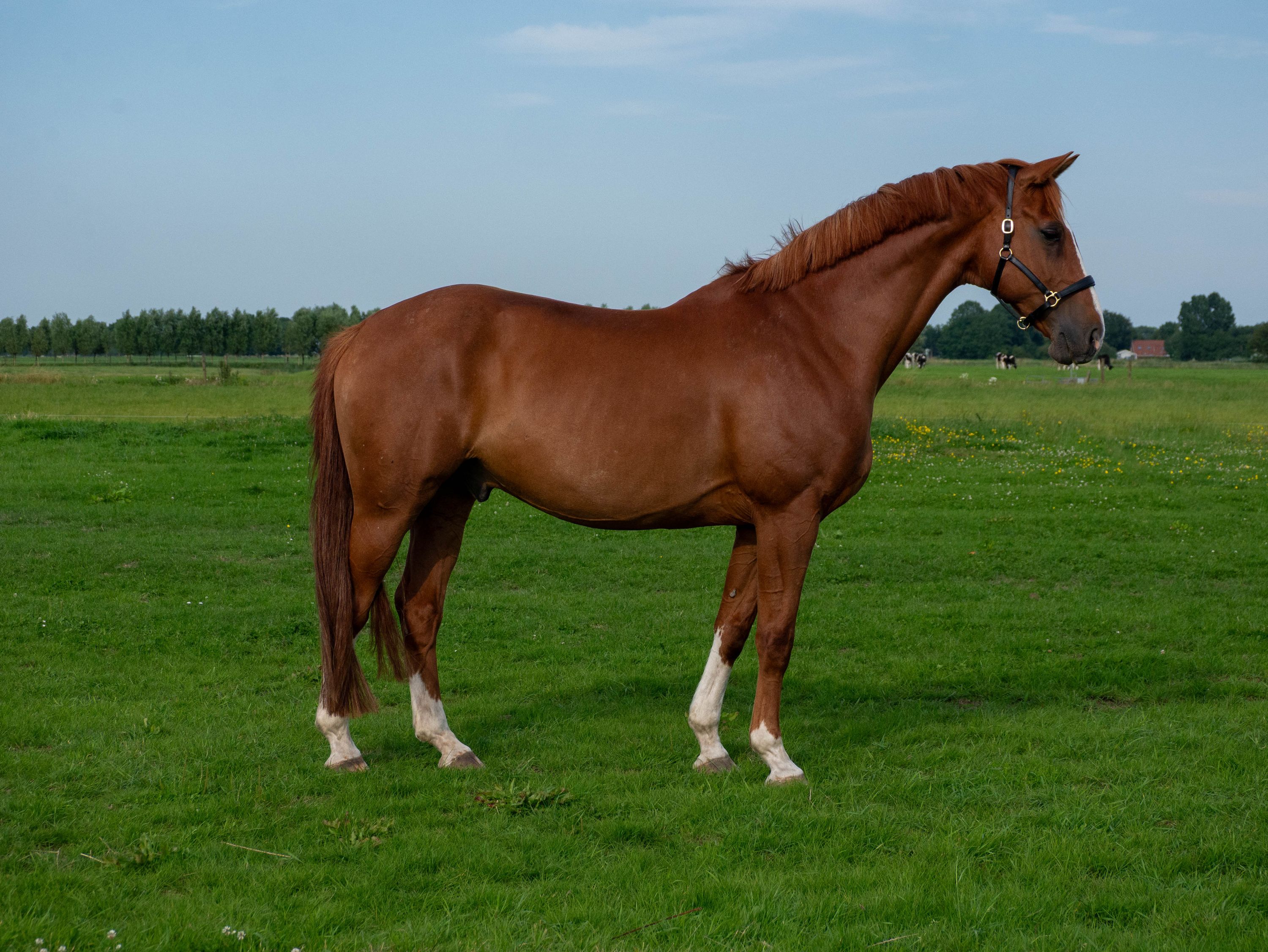 dressuurpaard ruin 14 år till salu - Foto 2