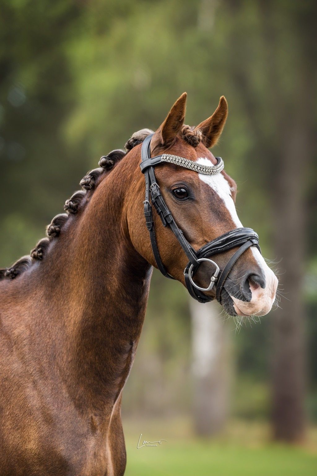 welsh hunting-pony ruin 3 år palomino till salu - Foto 4
