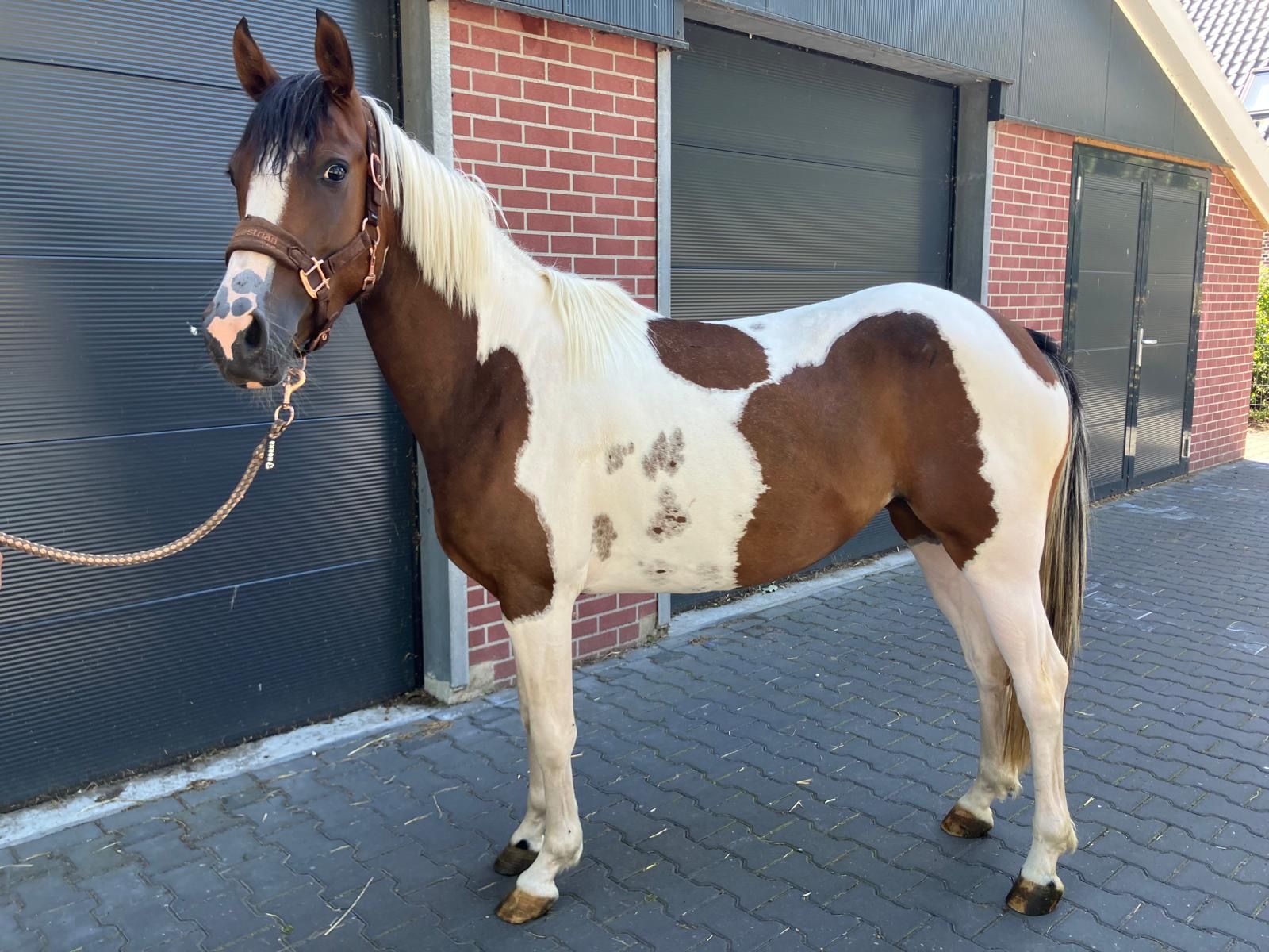 Future Sport Pony