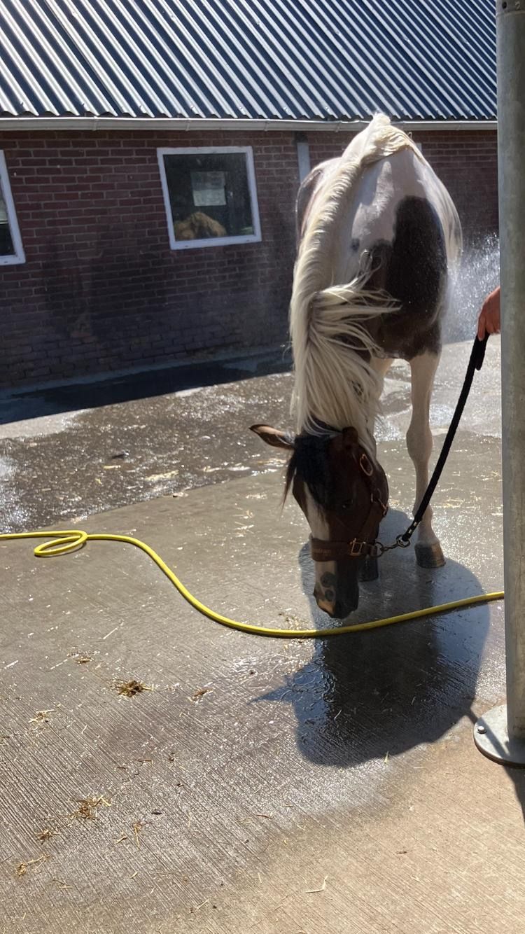 springpony merrie 3 år andere-kleur till salu - Foto 2
