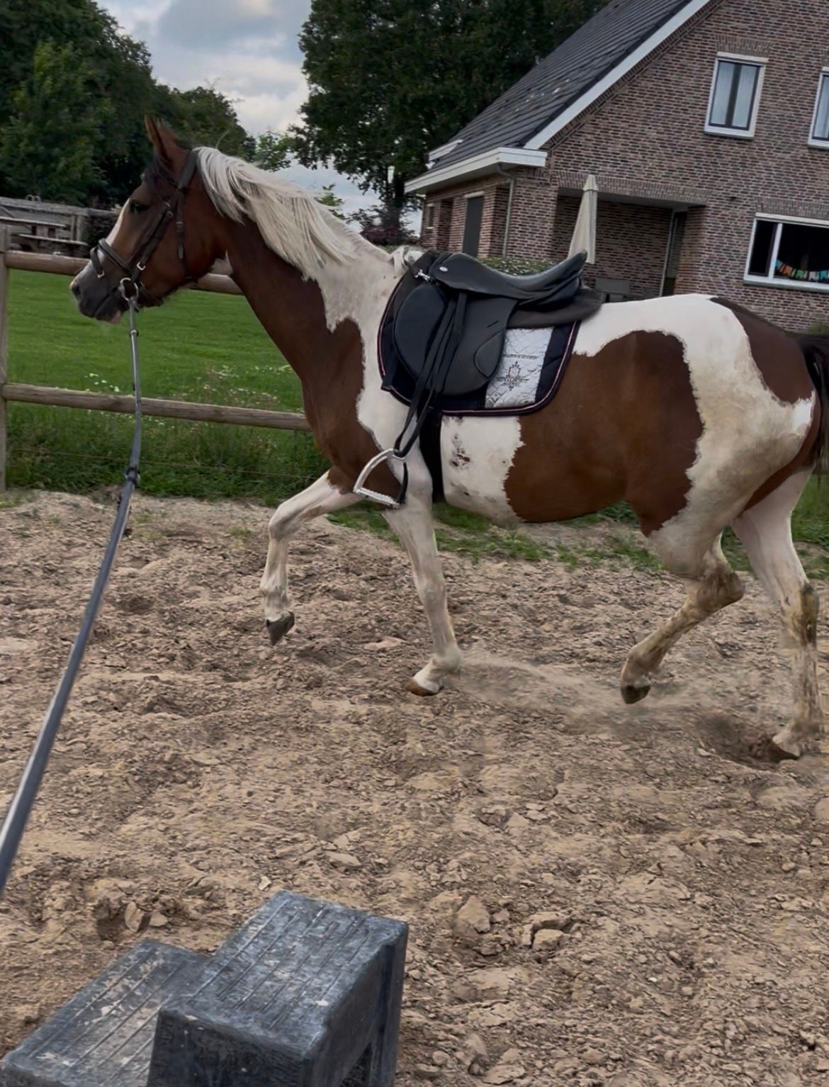 springpony merrie 3 år andere-kleur till salu - Foto 4