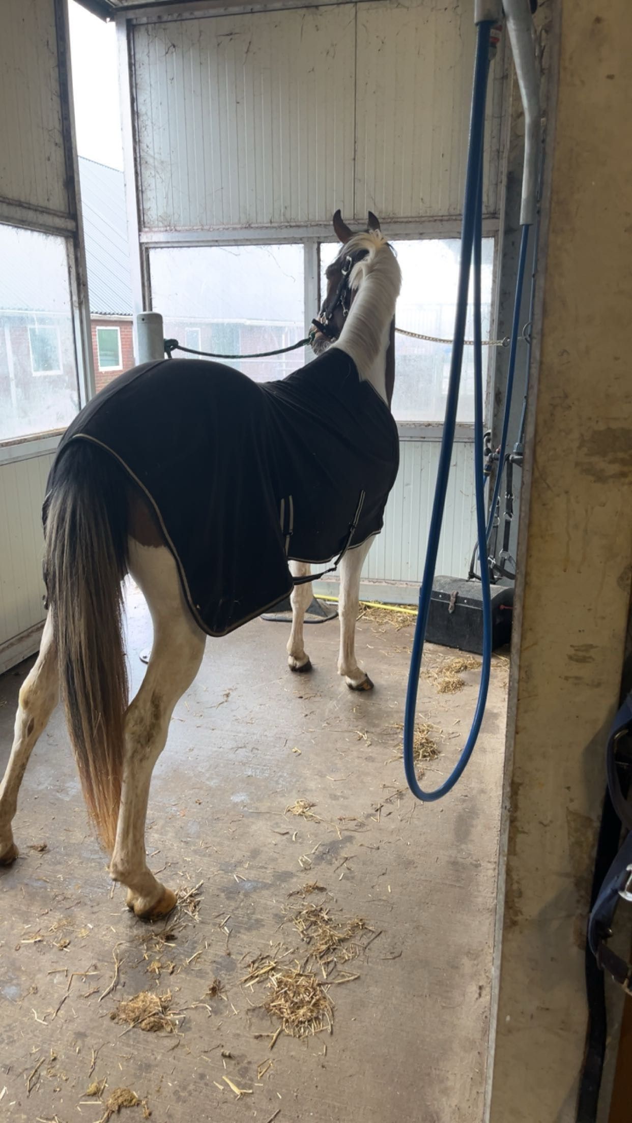 springpony merrie 3 år andere-kleur till salu - Foto 3