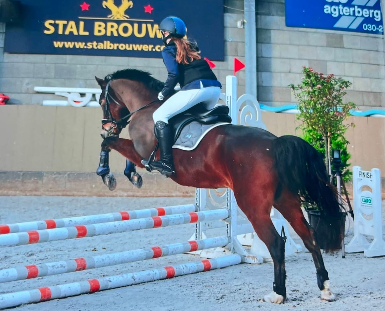 Beautiful D-pony for sale