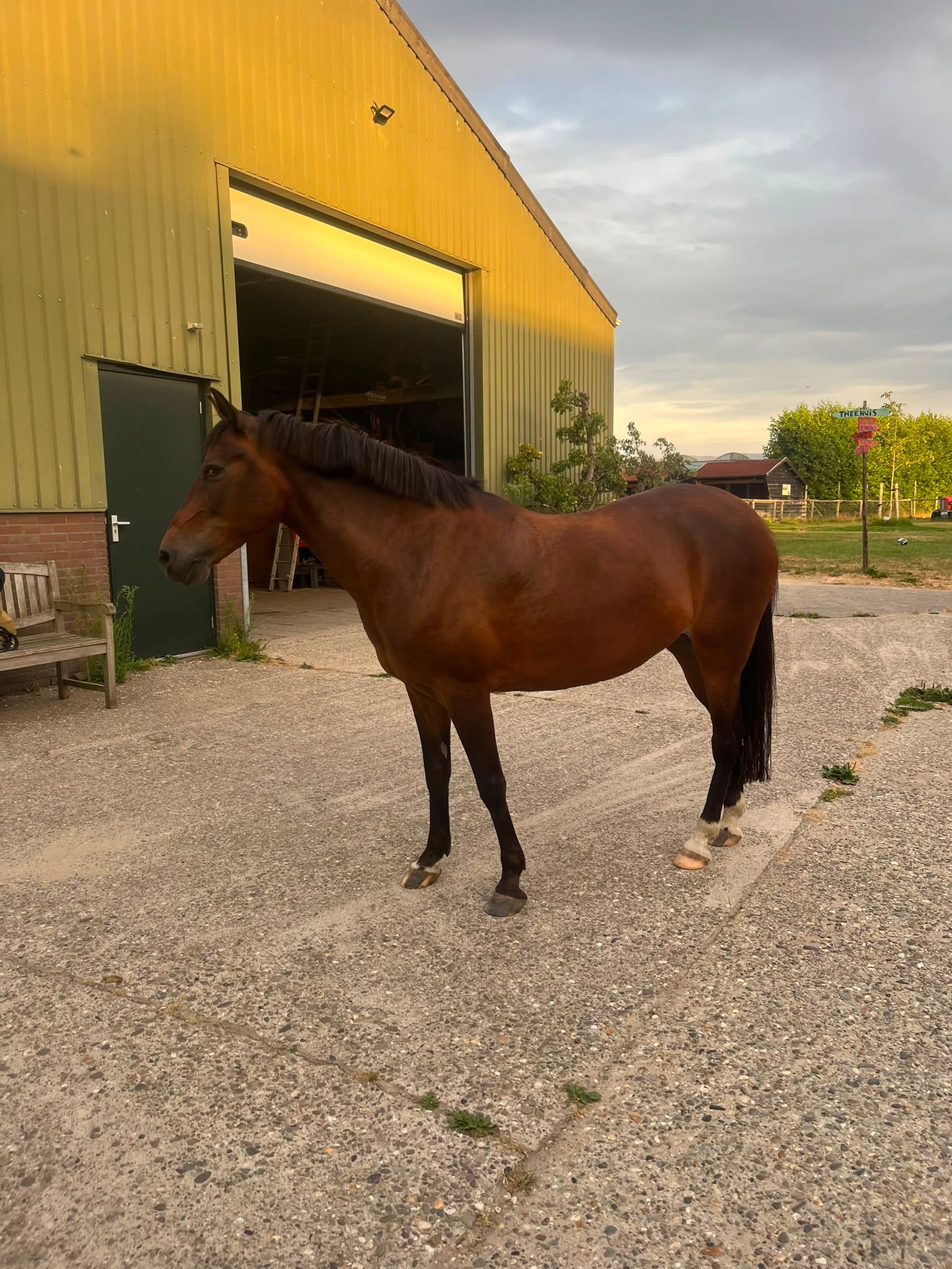 allround-pony merrie 12 años bruin en venta - Foto 3