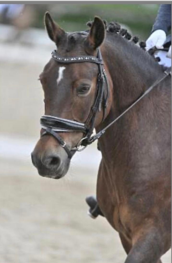 allround-pony merrie 12 años bruin en venta - Foto 4