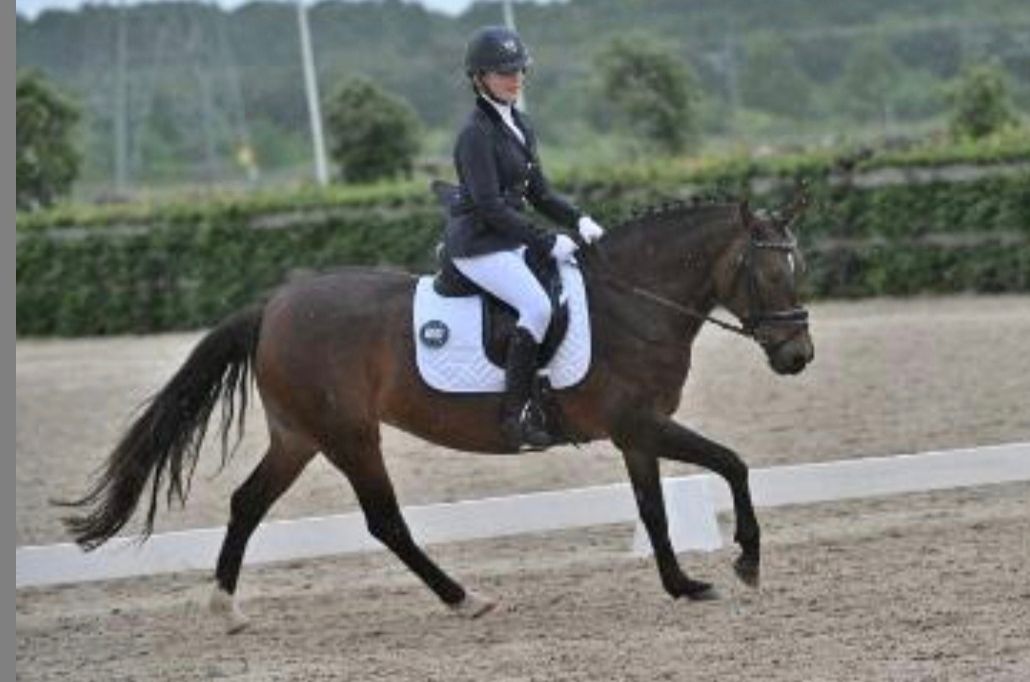 allround-pony merrie 12 años bruin en venta - Foto 5