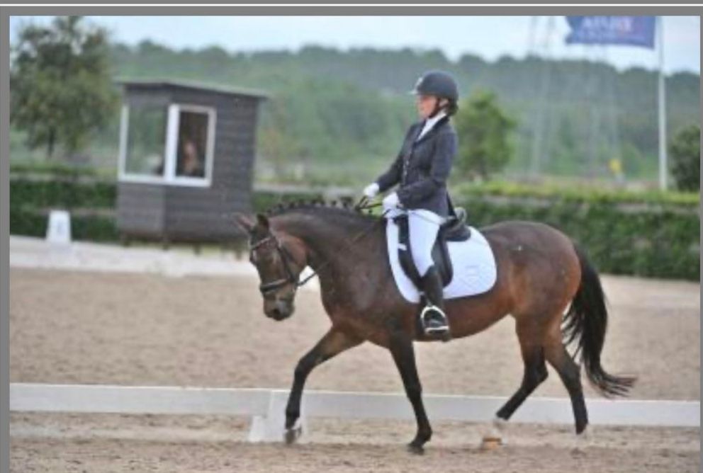 allround-pony merrie 12 años bruin en venta - Foto 2